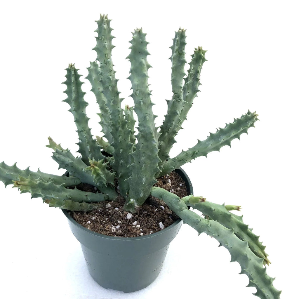 Huernia insigniflora cv. 'Red Belly' - 4"