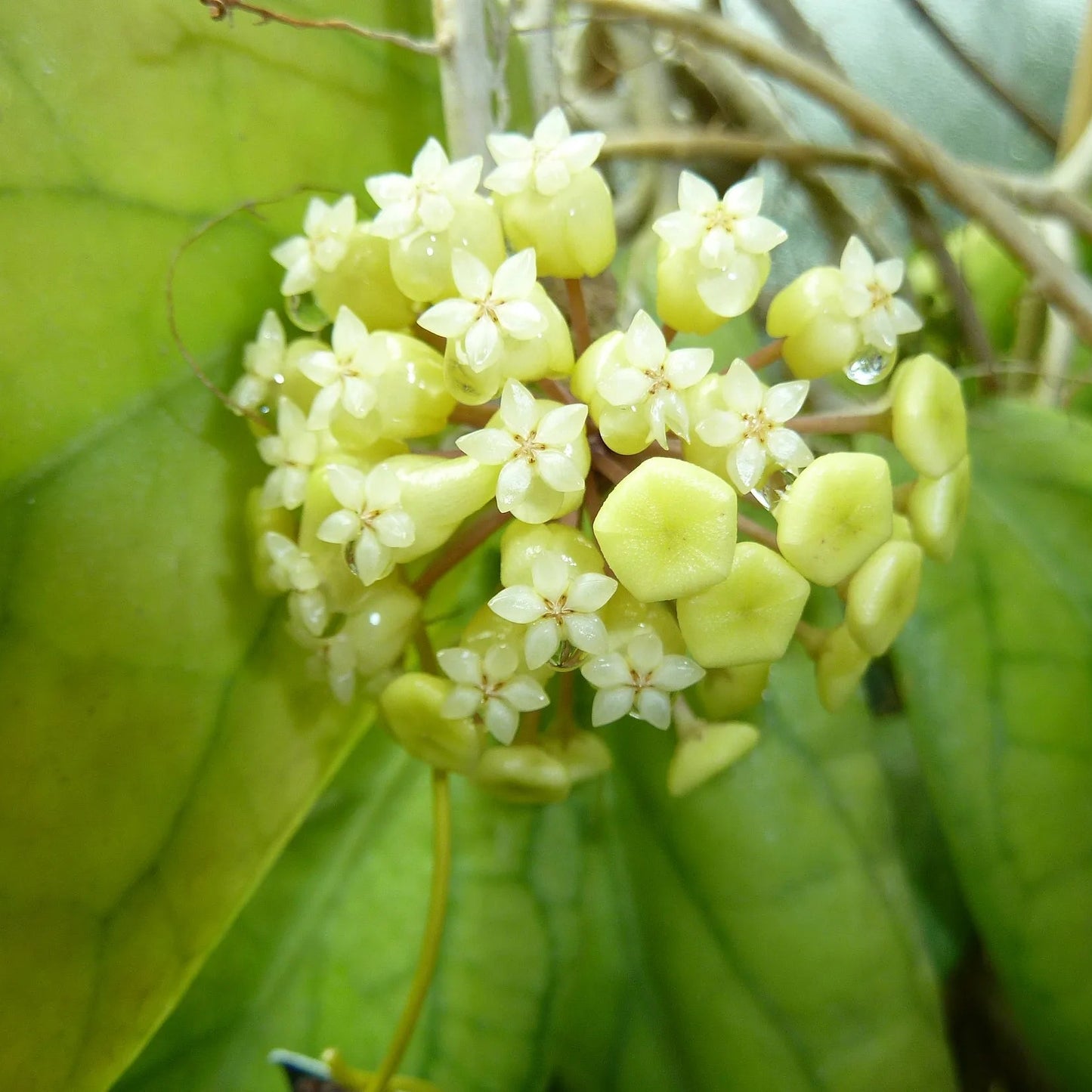 Hoya vitellinoides - 4"