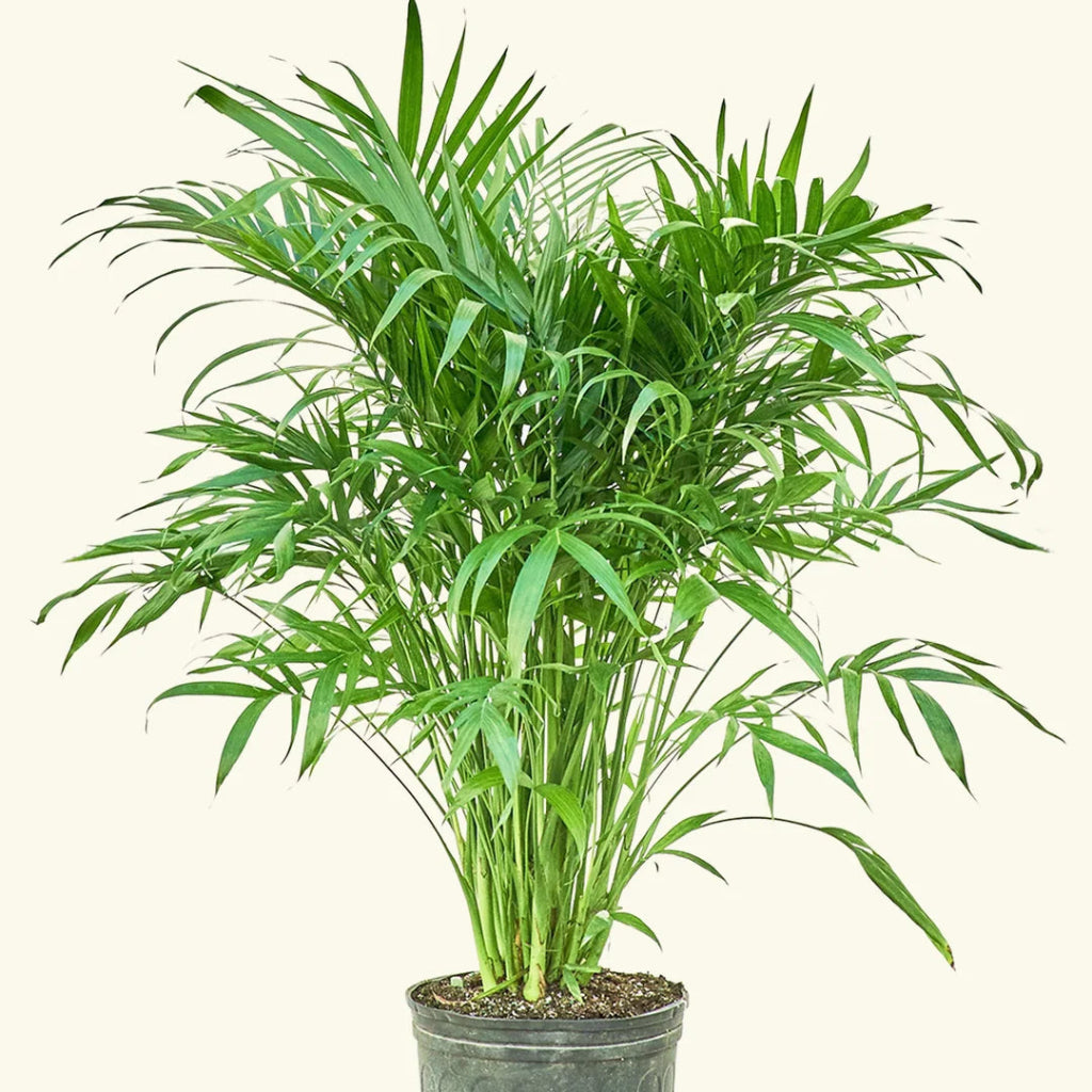 Chamaedorea cataractarum - 8"