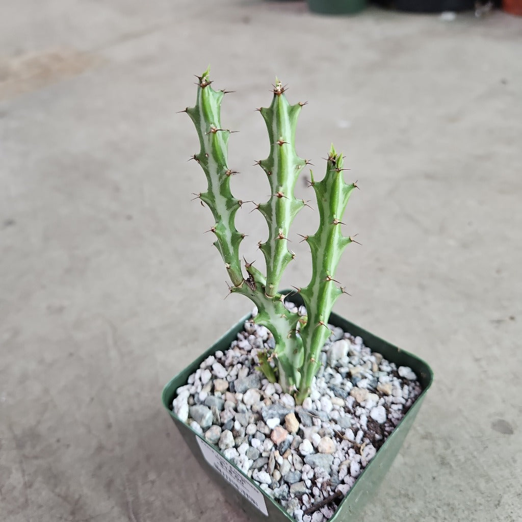 Euphorbia knuthii - 4
