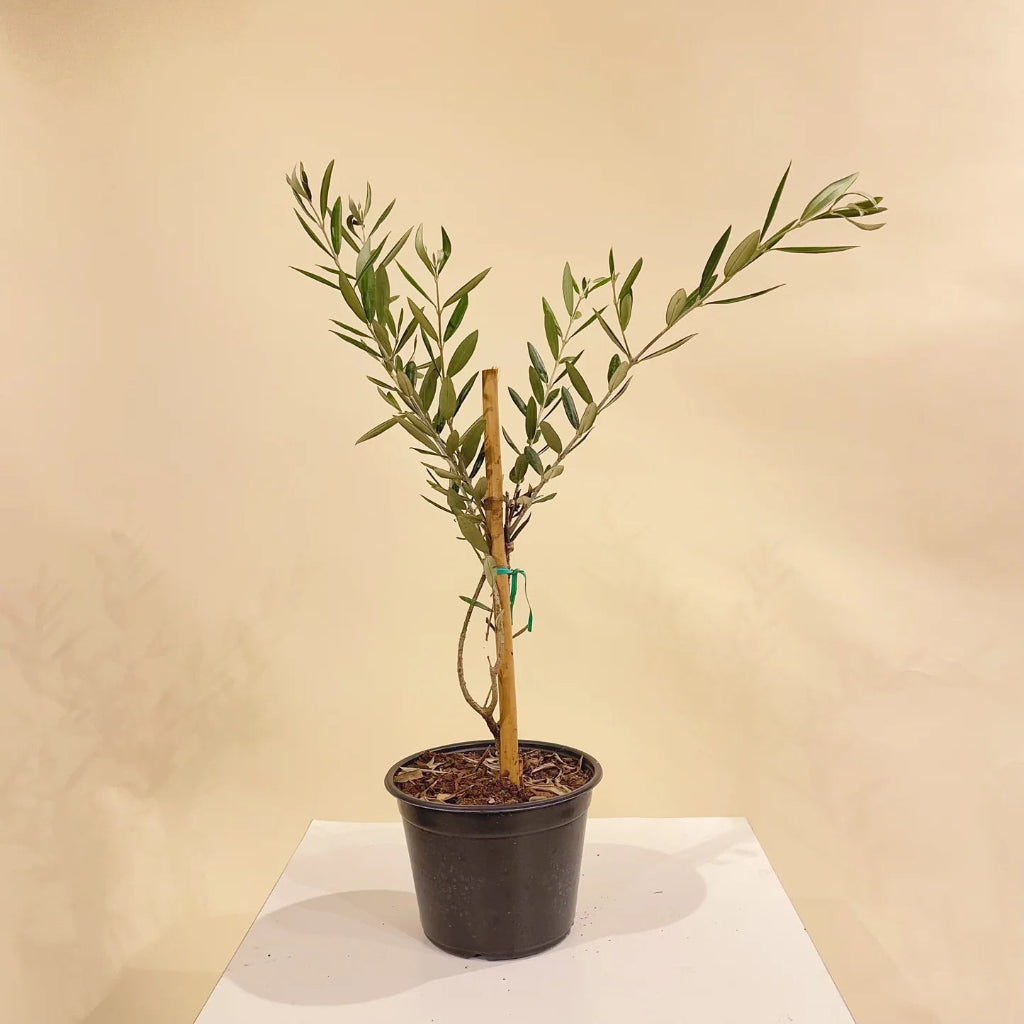 Olea europaea - 6.5"