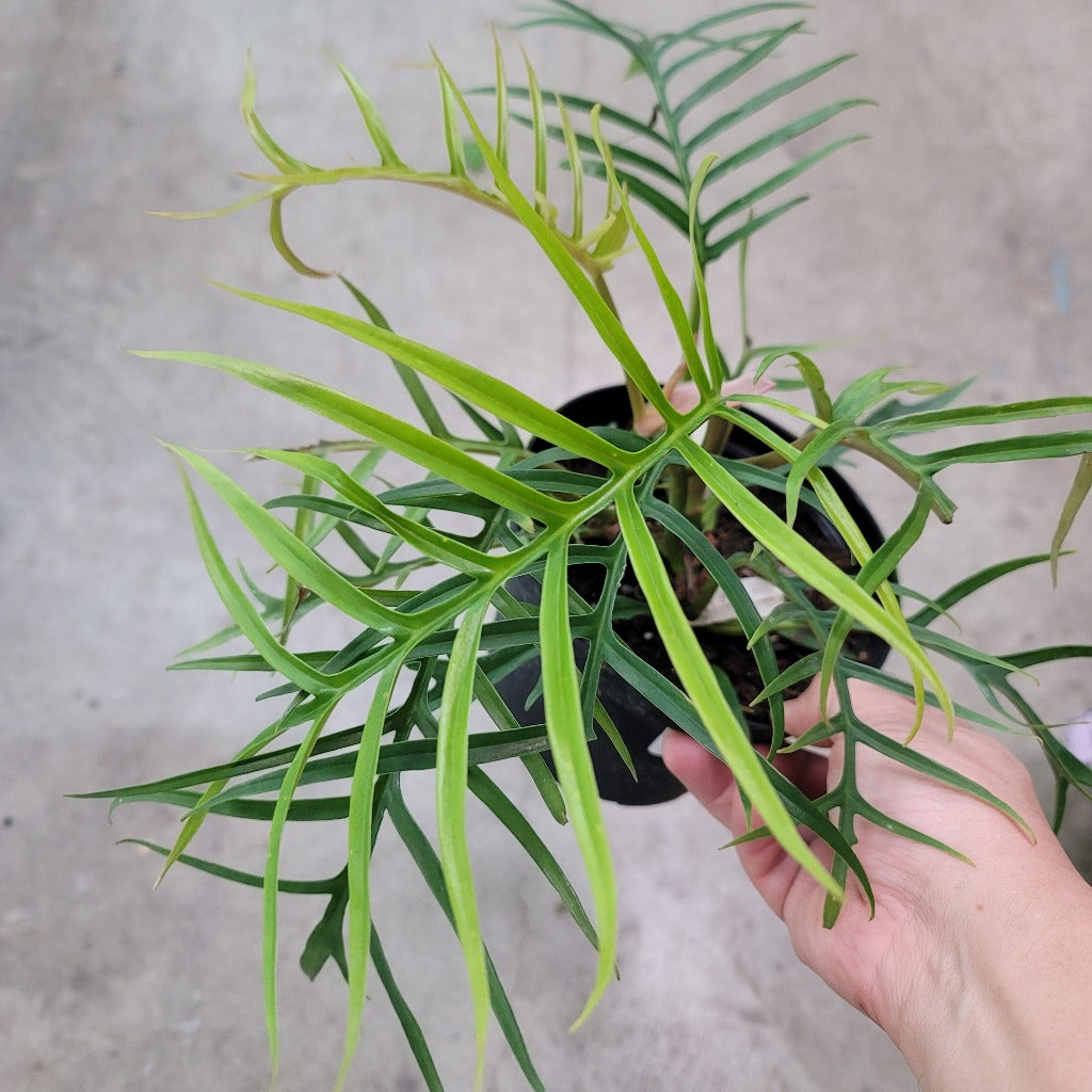 Philodendron tortum - 6"