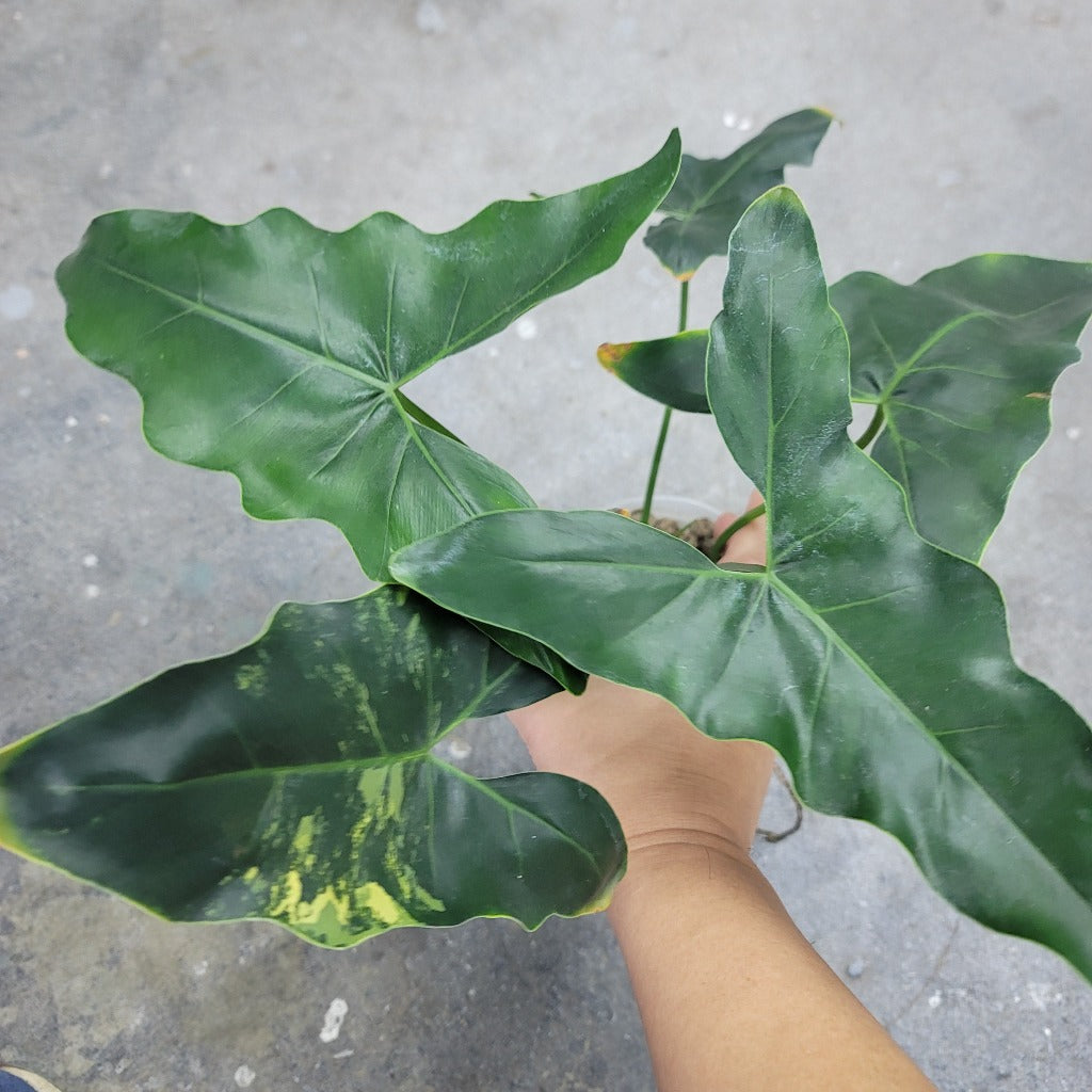 Thaumautophyllum williamsii - 4"