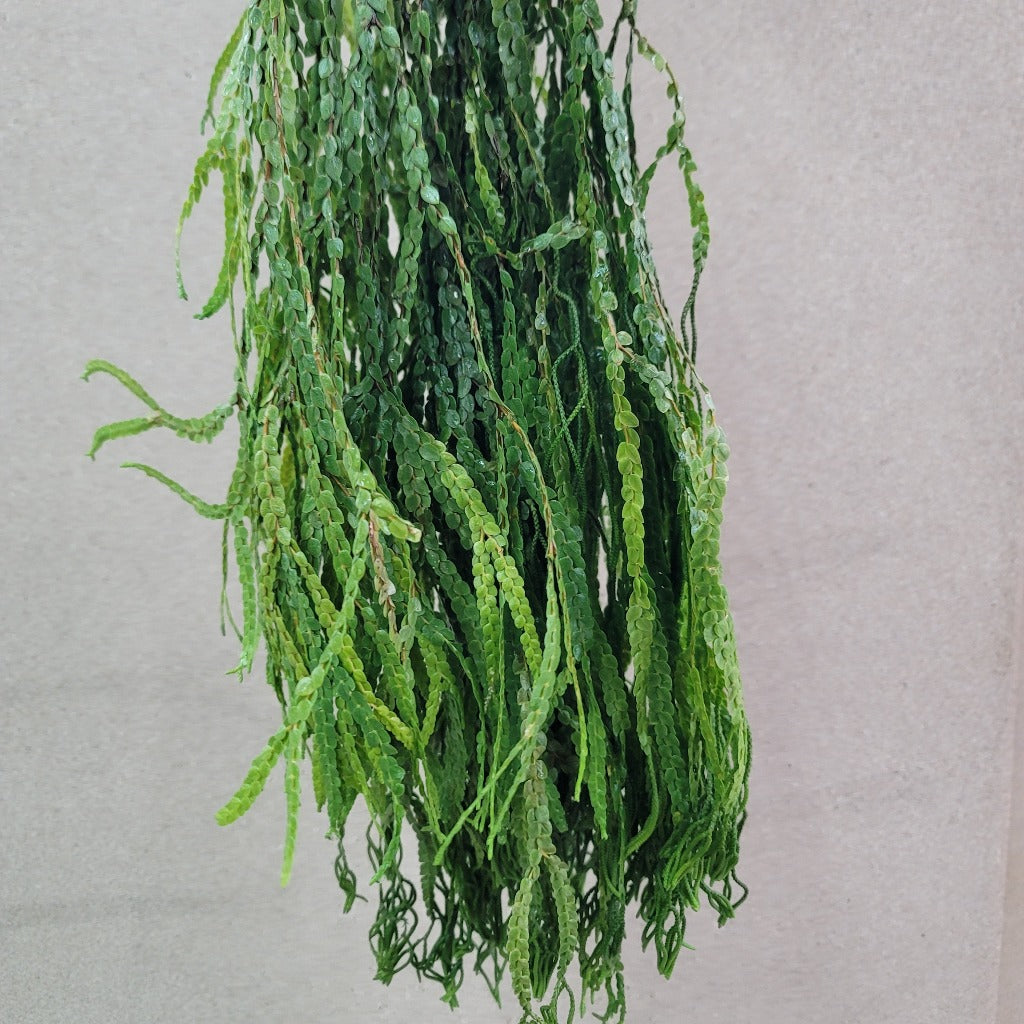 huperzia nummulariifolia