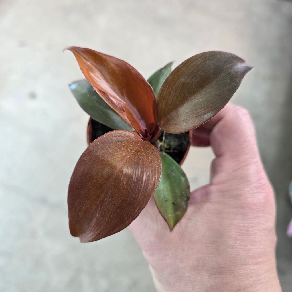 Philodendron 'Red Moon' - 2