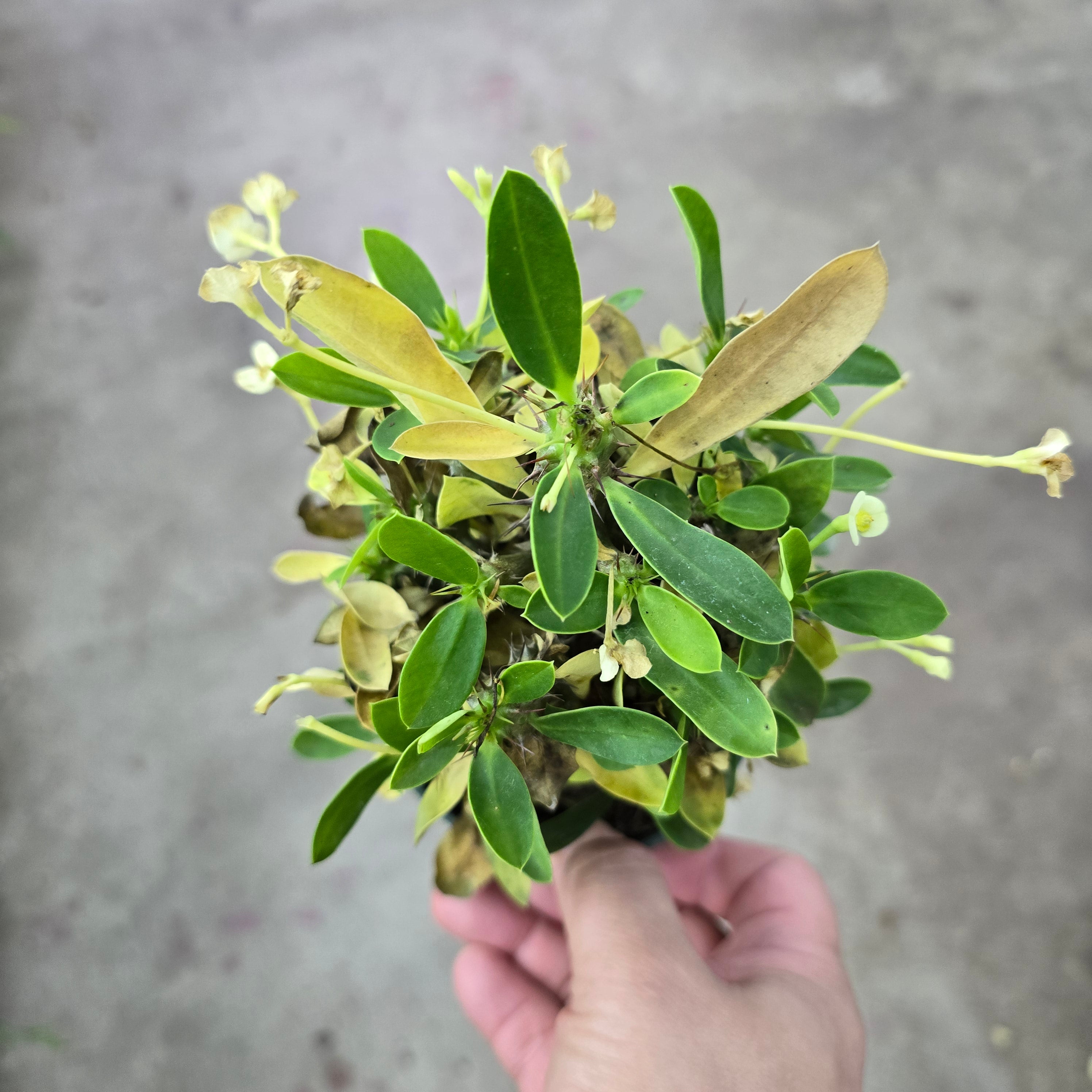 Euphorbia milii - 4