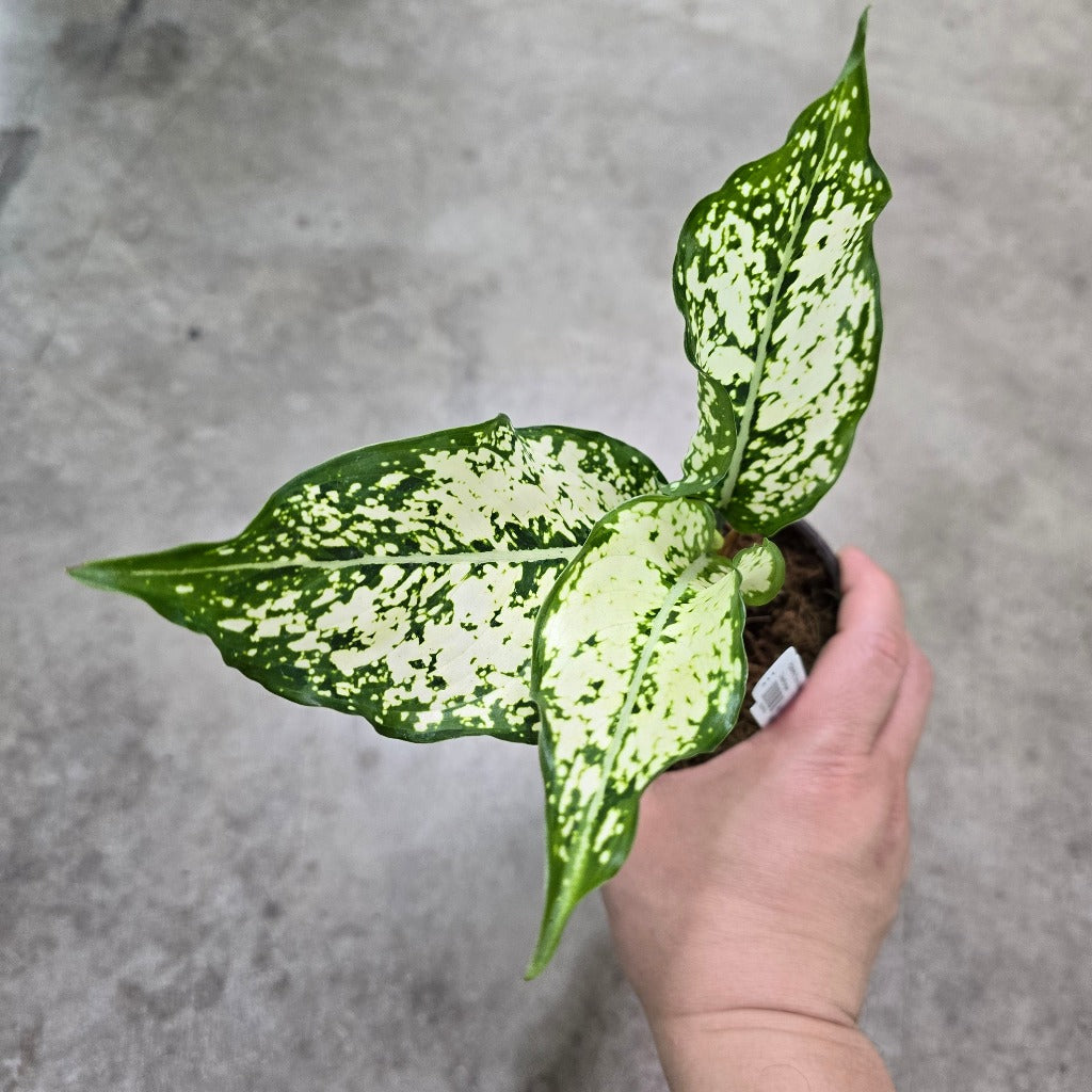 Aglaonema 'Spring Snow' - 4"
