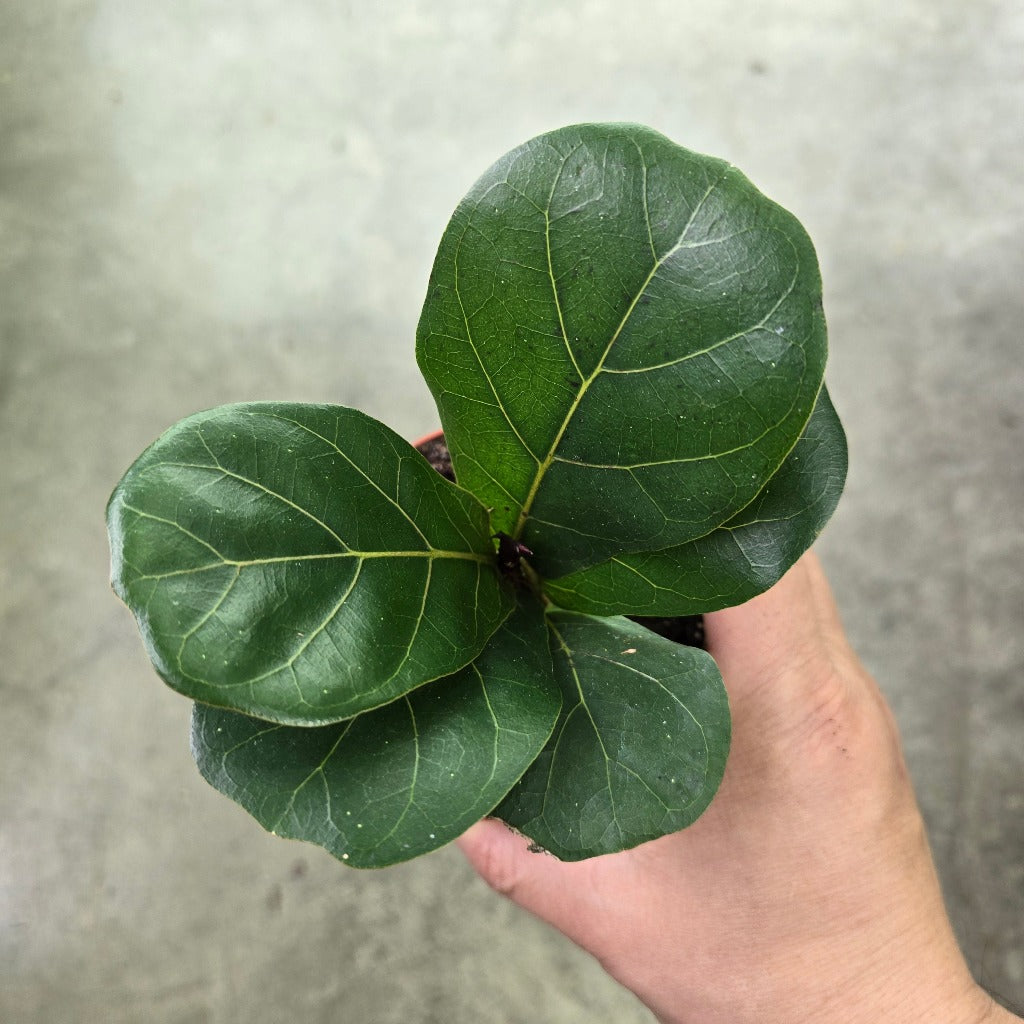Ficus lyrata - 4"