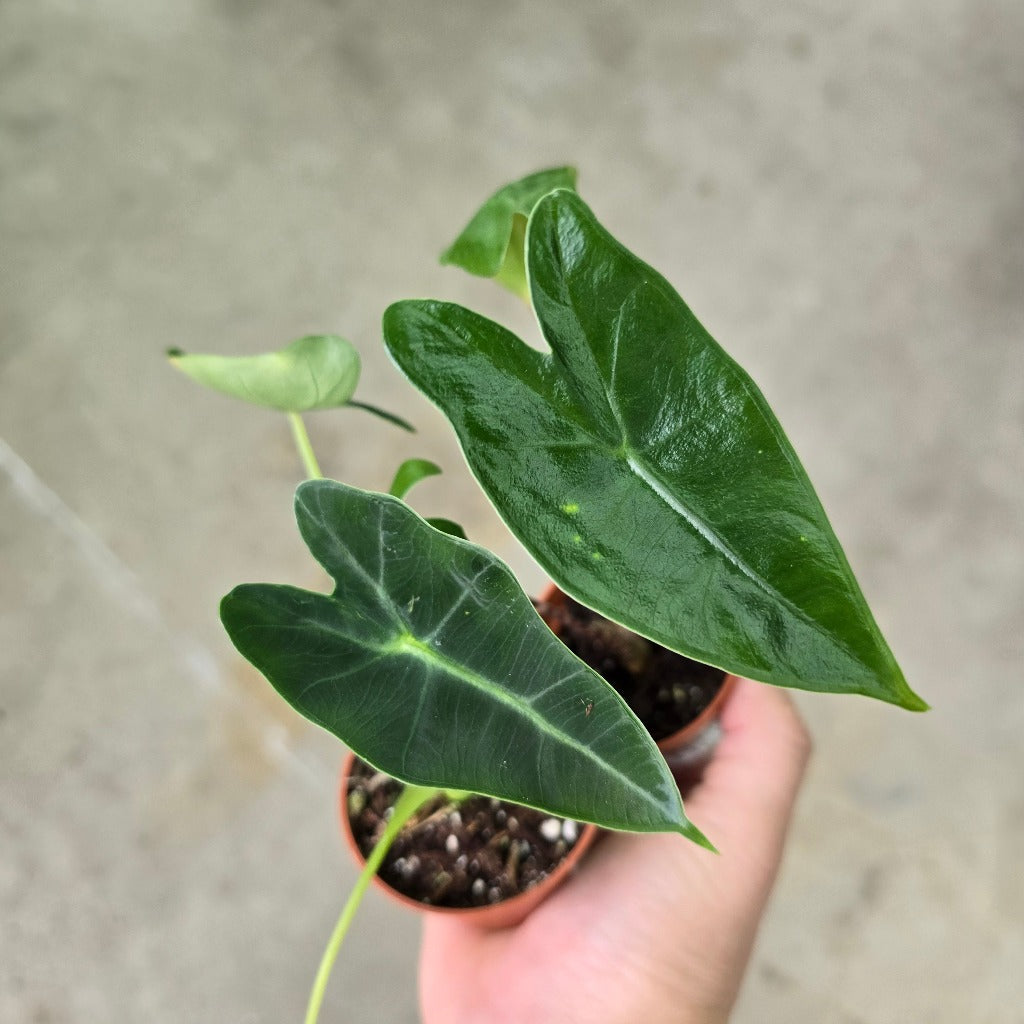 Alocasia assorted - 2"