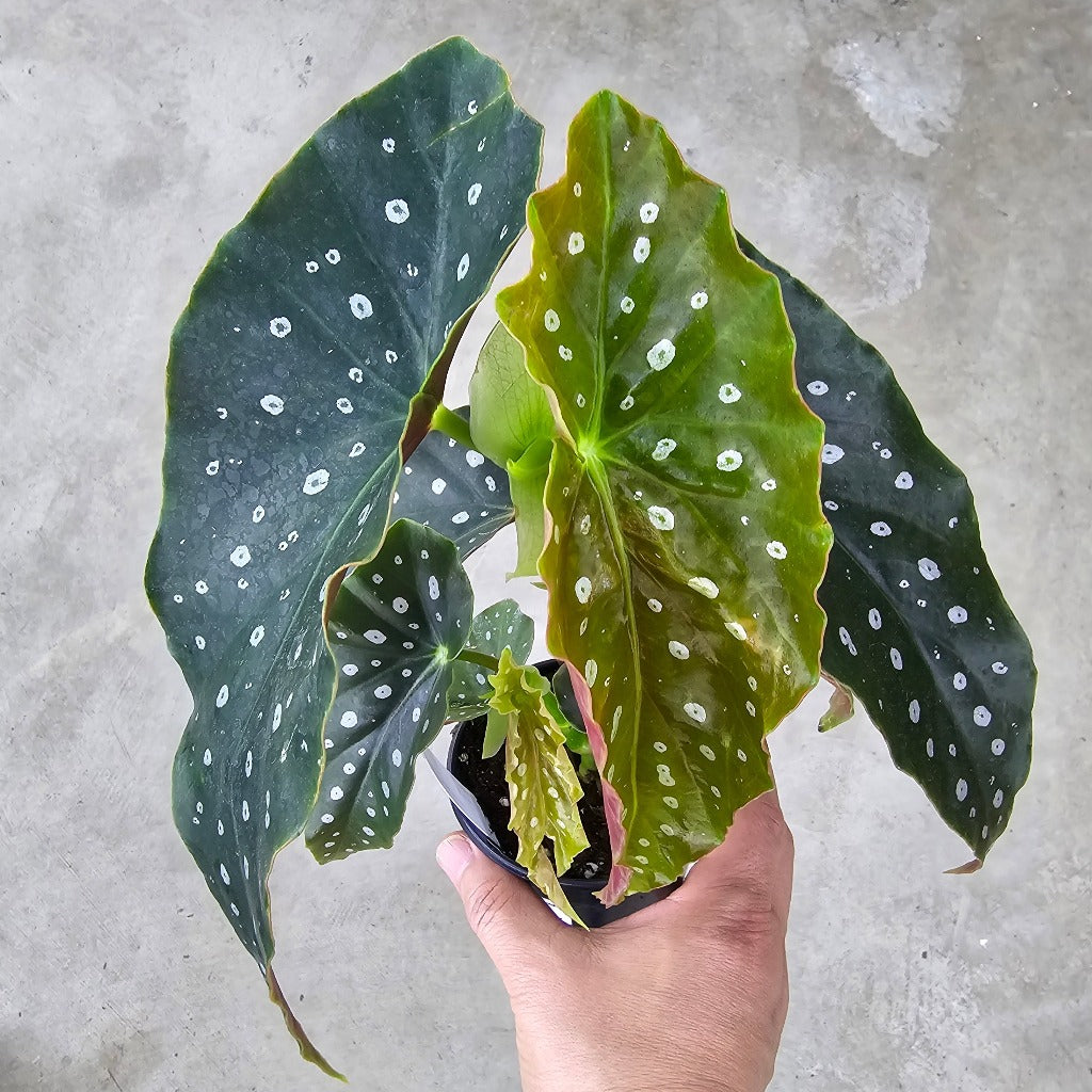 Begonia maculata fortunata - 4" (promo)