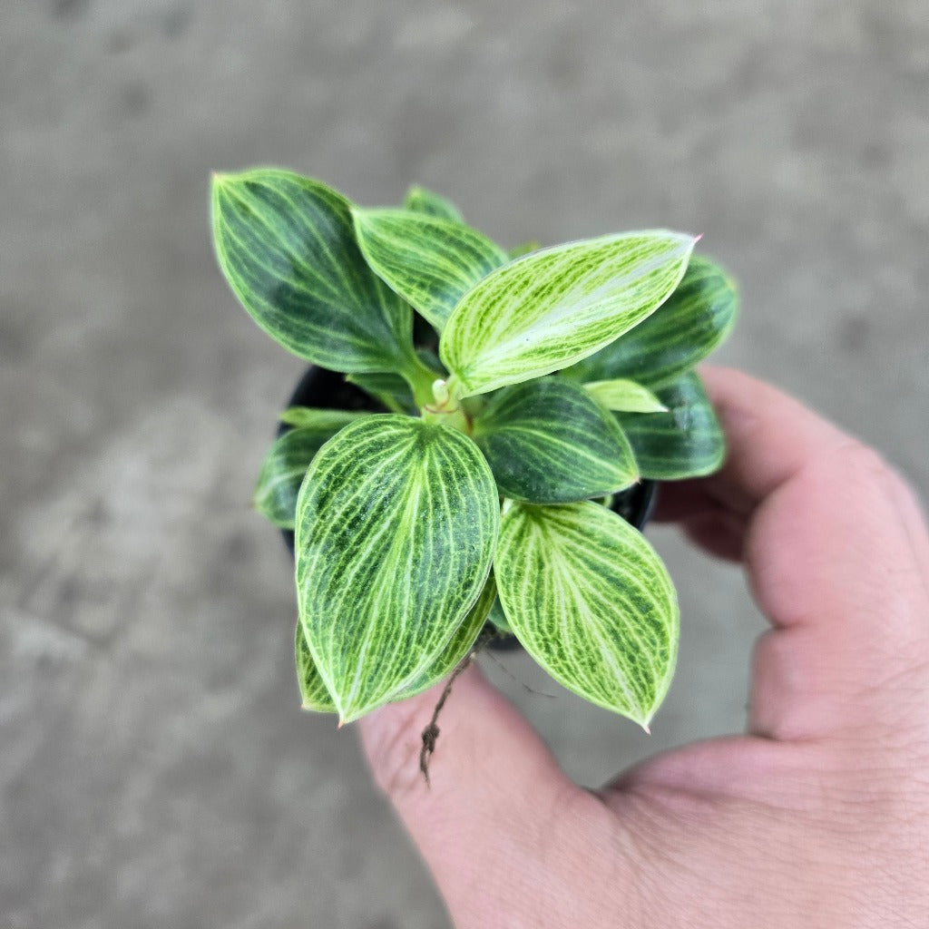 Philodendron 'White Measure' - 2"
