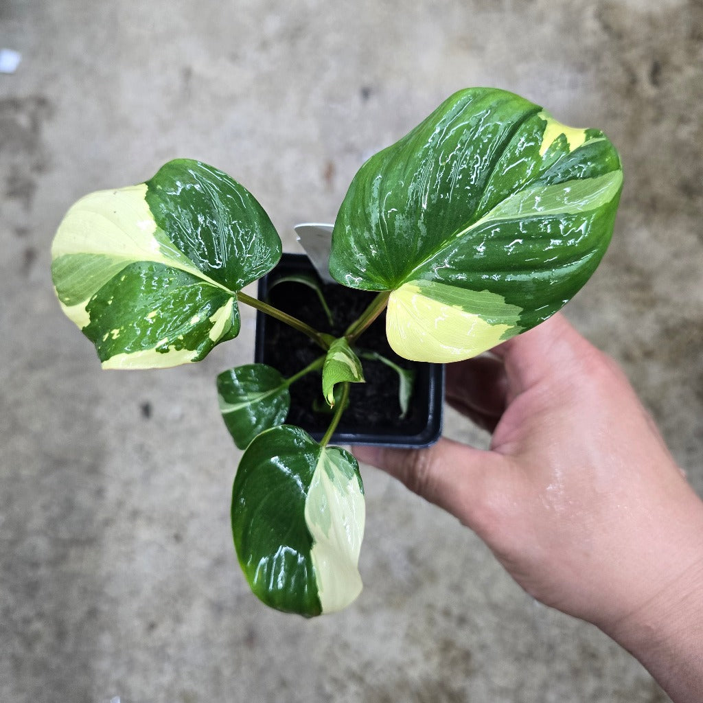 Homalomena rubescens 'Stardust' - 6"