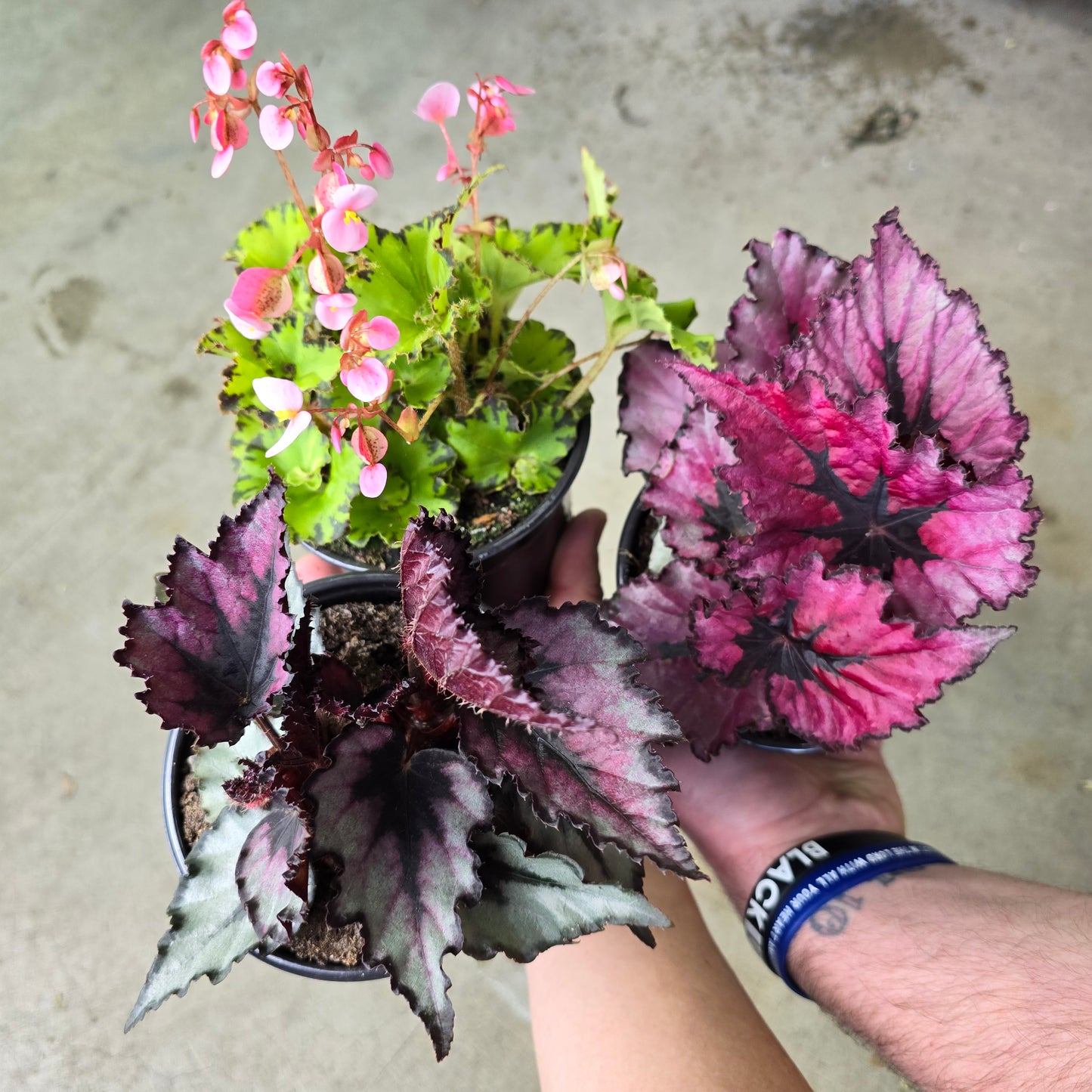 Begonia Rex Assorted - 4"