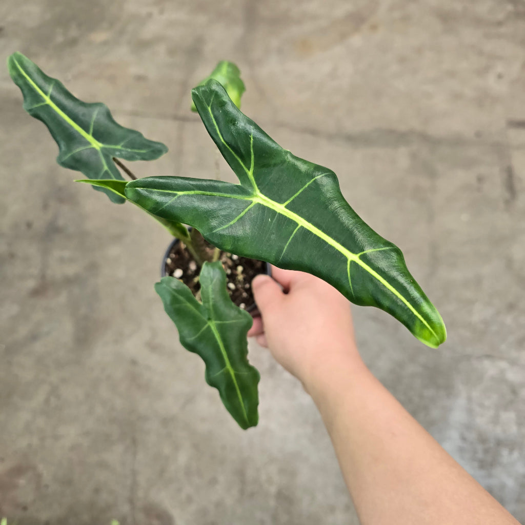 Alocasia sarian - 6.5"