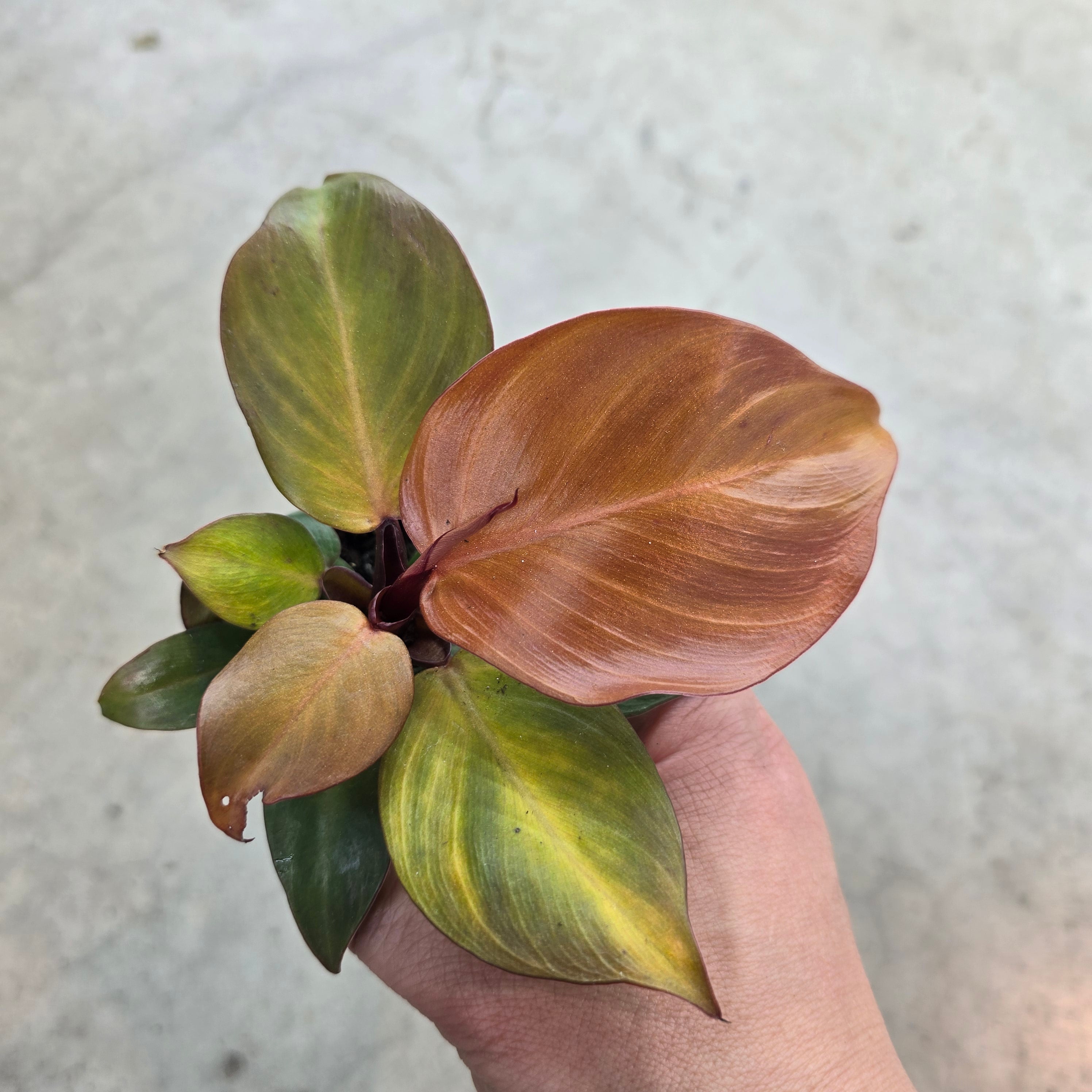 Philodendron 'Red Heart' - 2