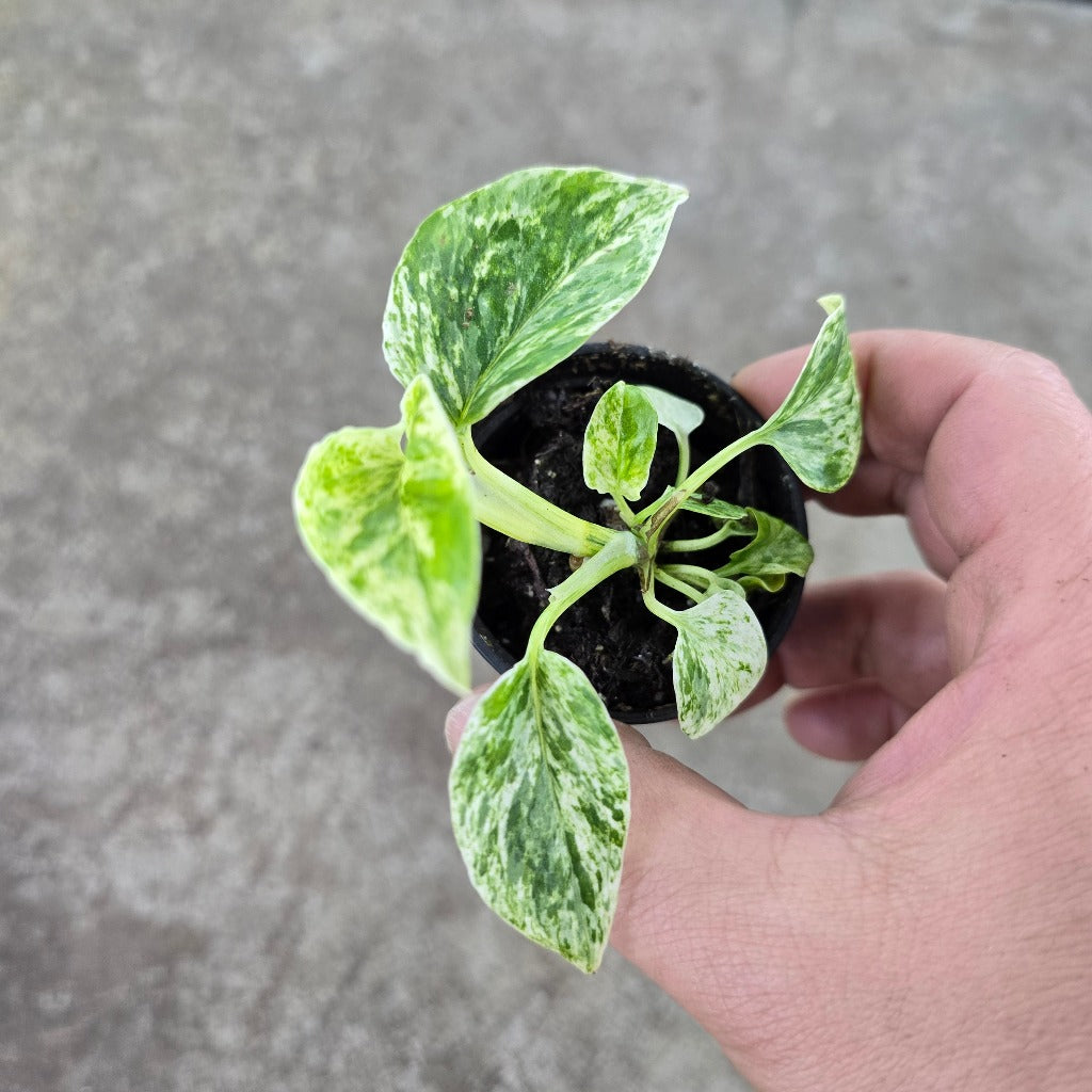 Epipremnum aureum 'Marble Queen' - 2"
