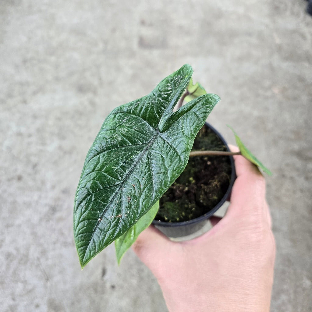 Alocasia scalprum - 4"