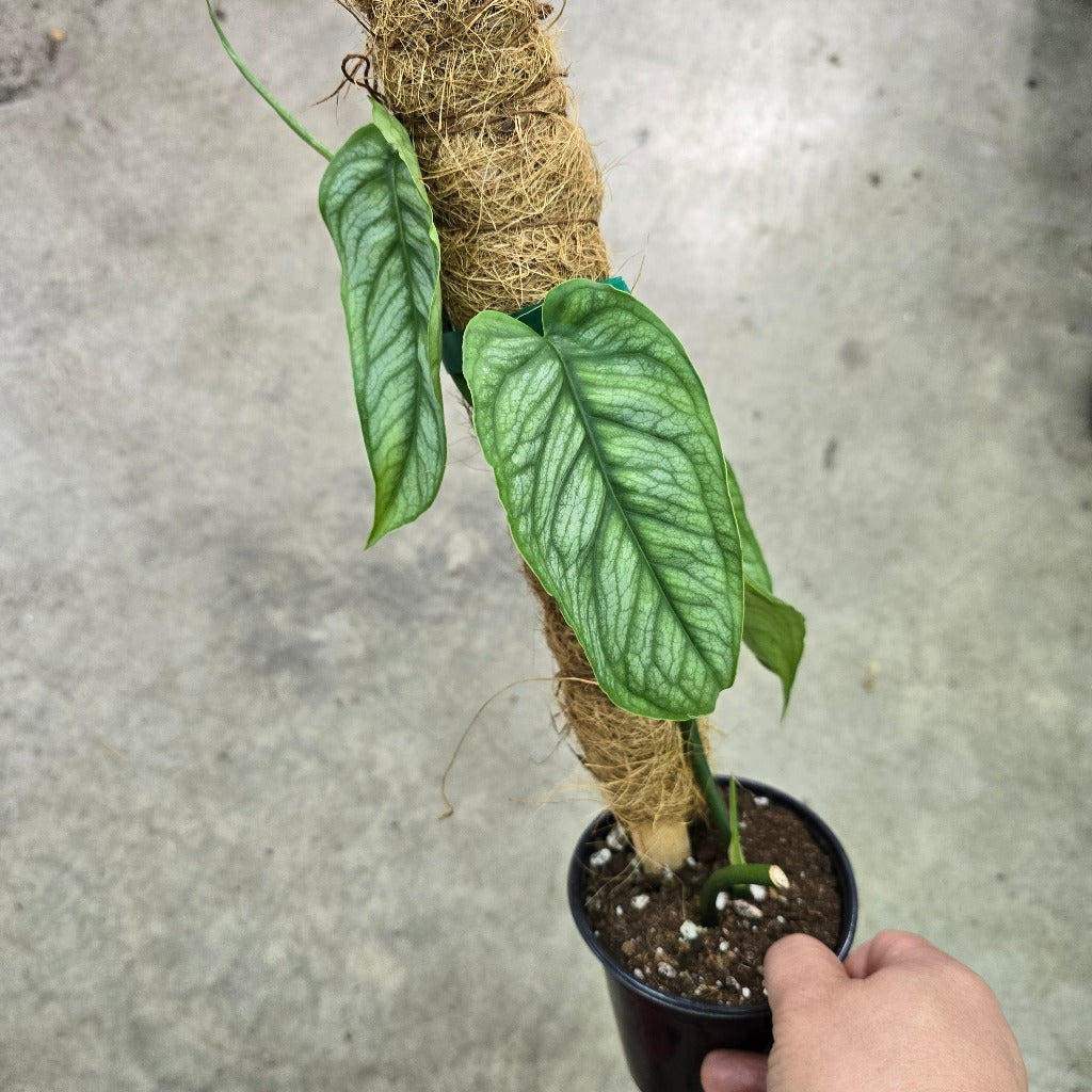 Monstera siltepecana el savador- 4"