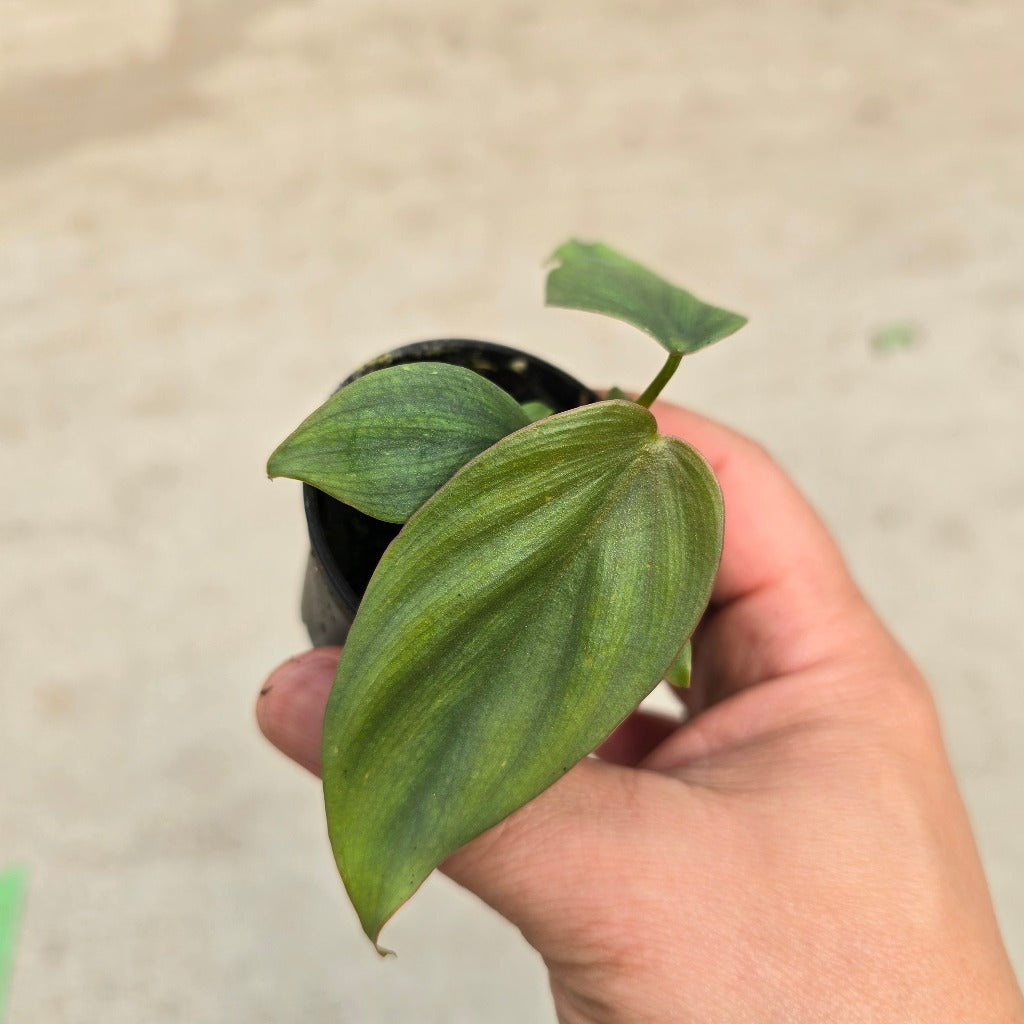 Small Plants