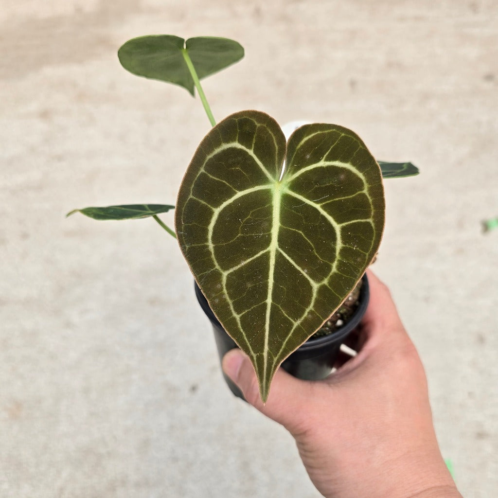 Anthurium clarinervium - 4"