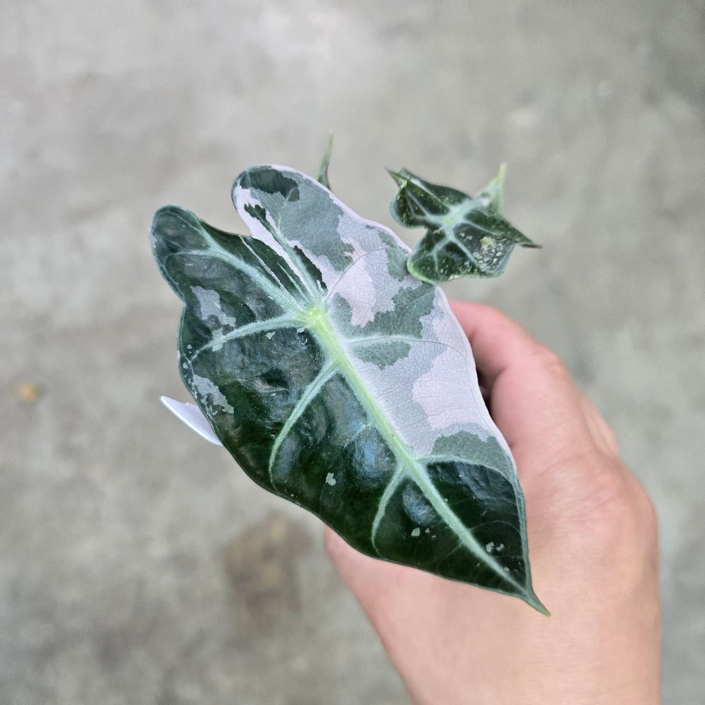 Alocasia amazonica polly variegated - 2