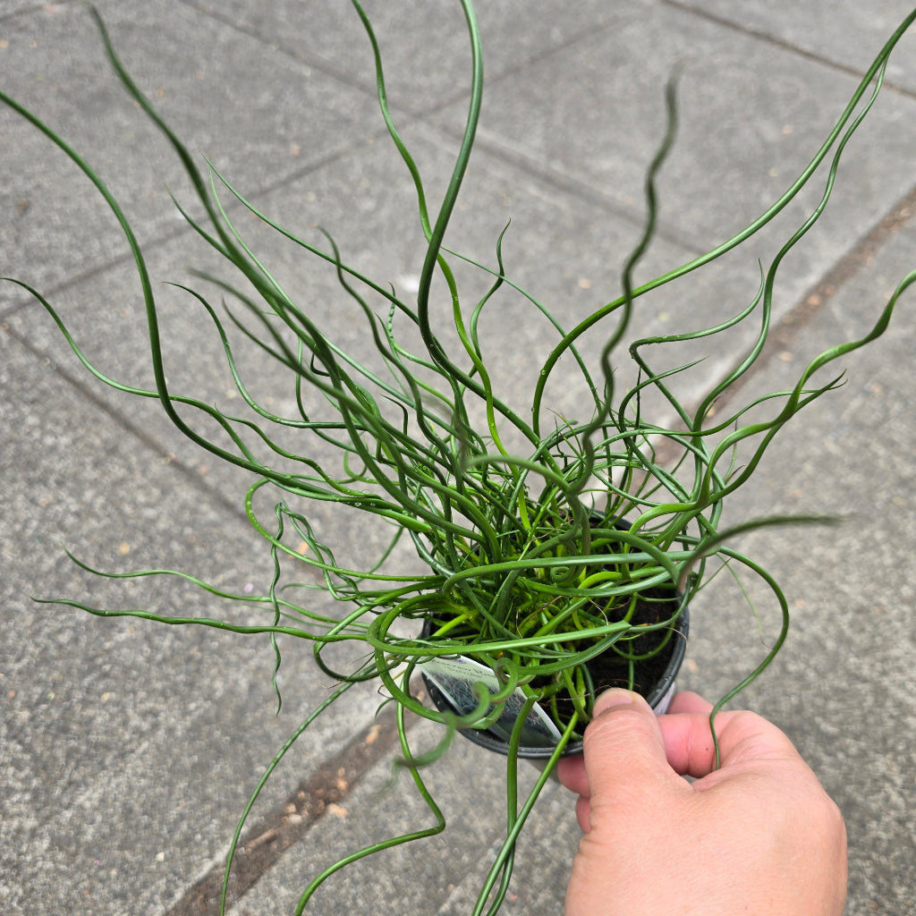 Juncus effusus 'Spiralis' - 4"