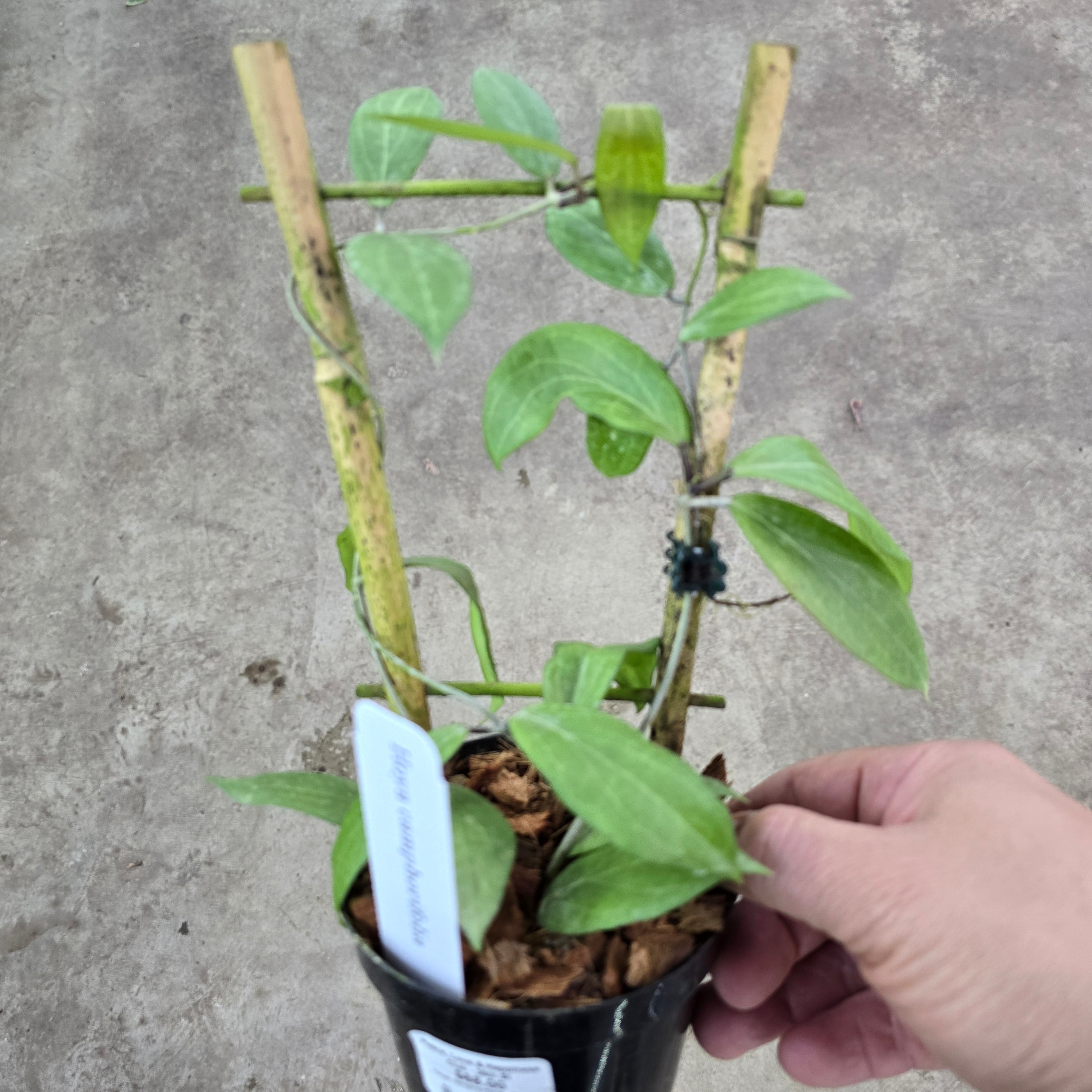 Hoya camphorifolia - Trellis 4