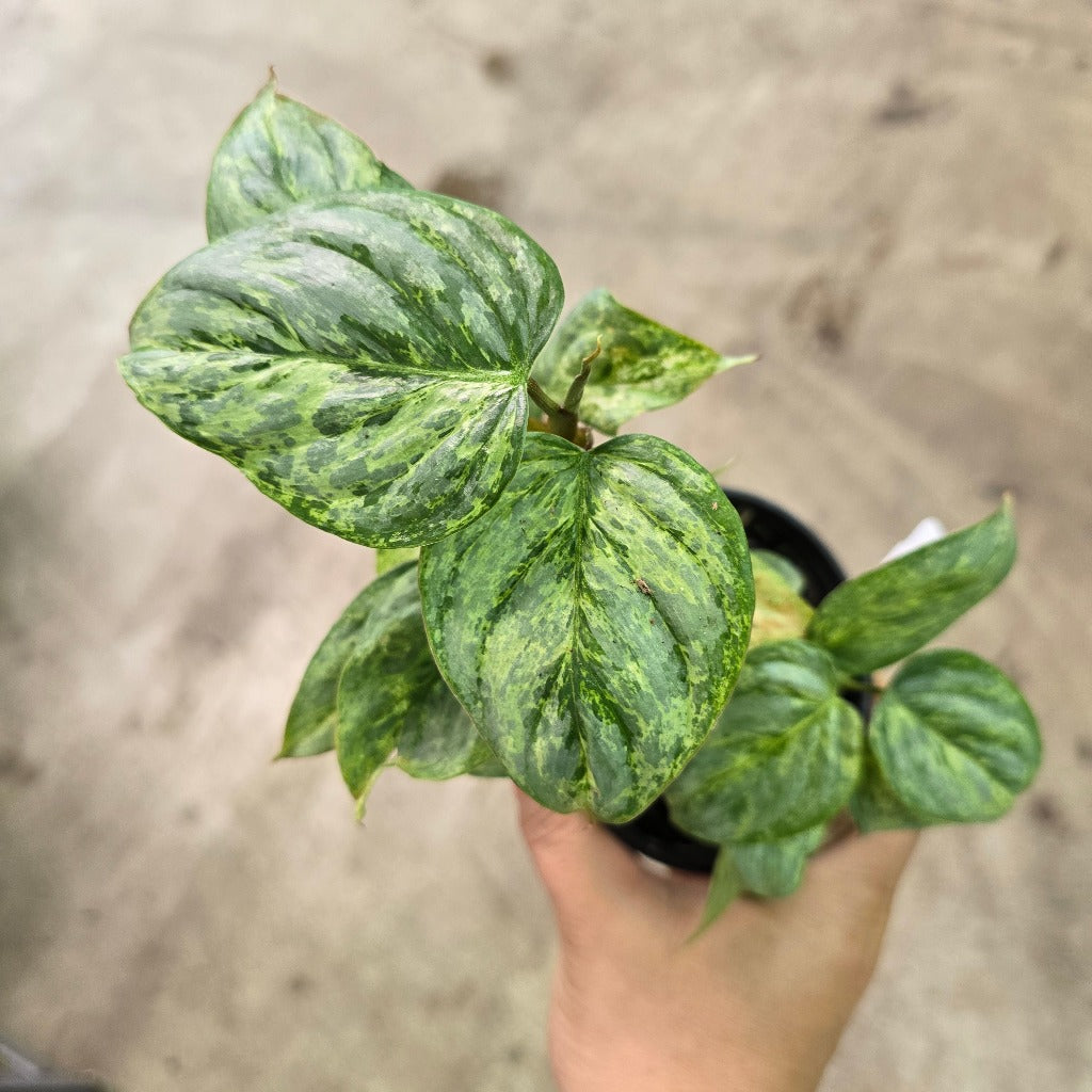 Philodendron sodiroi - 4"