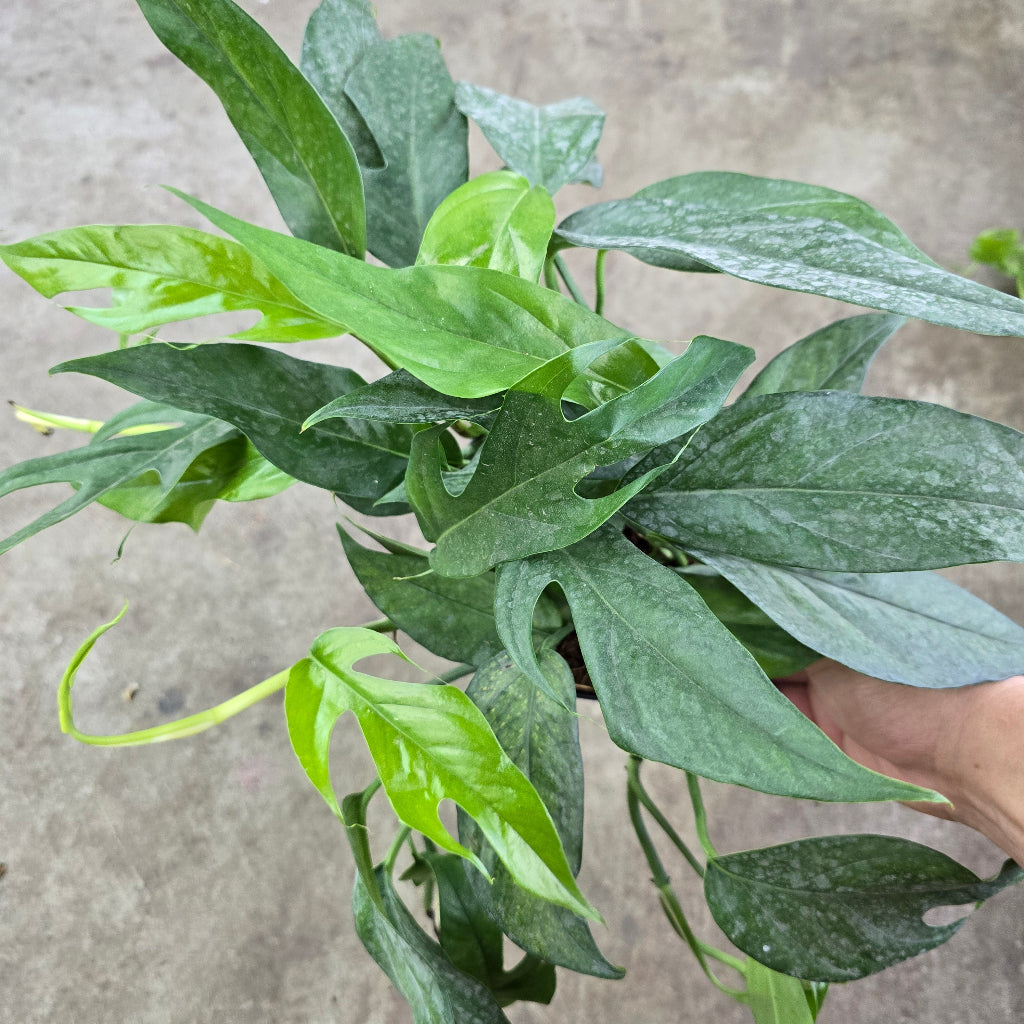 Epipremnum pinnatum 'Baltic Blue' - 6"