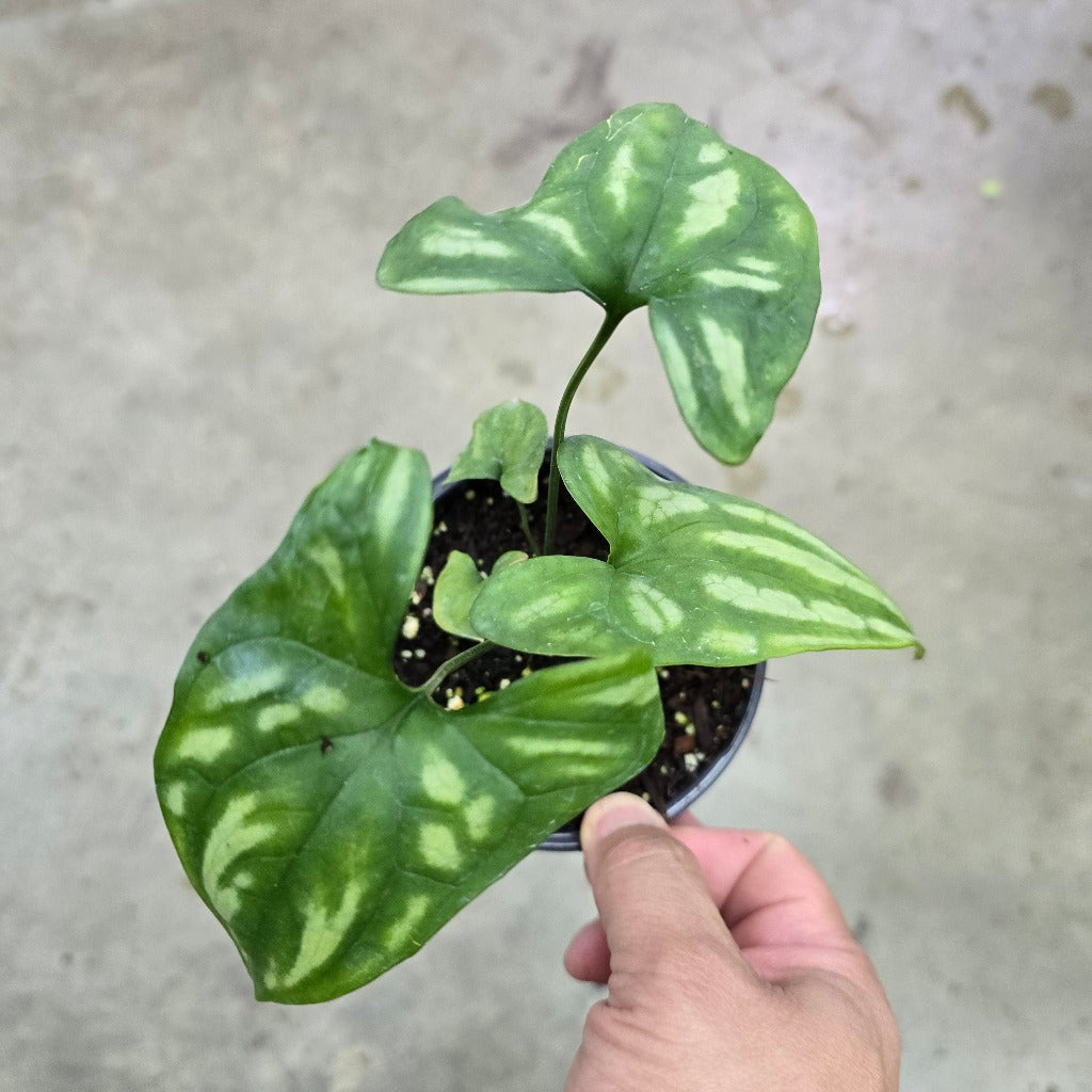 Cercestis mirabilis - 2G