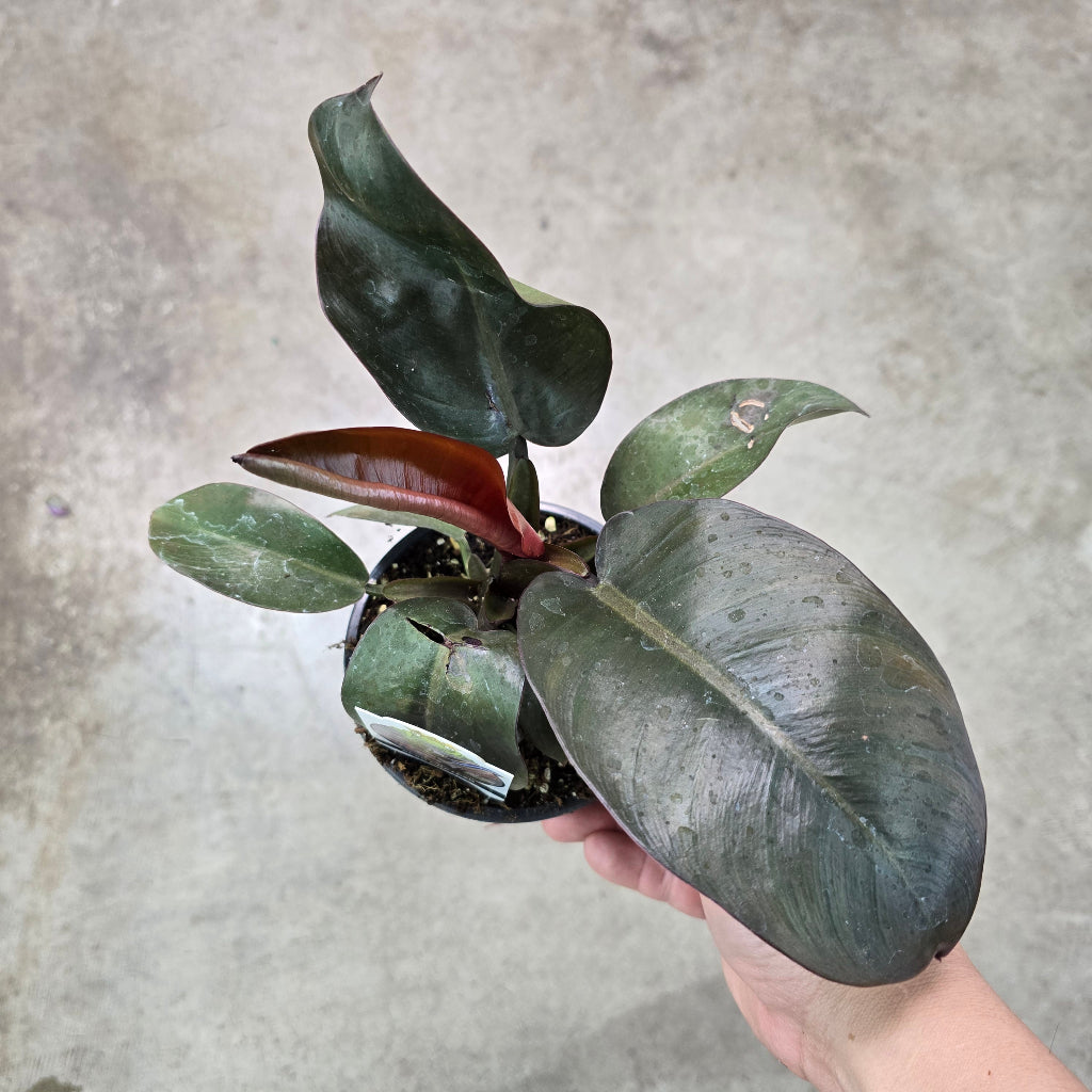 Philodendron 'Black Cardinal' - 4"
