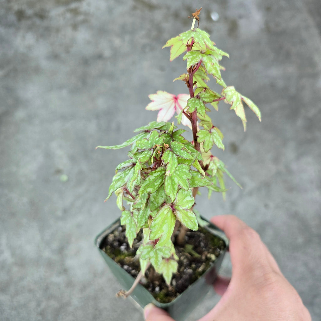 Begonia dregei - 4"
