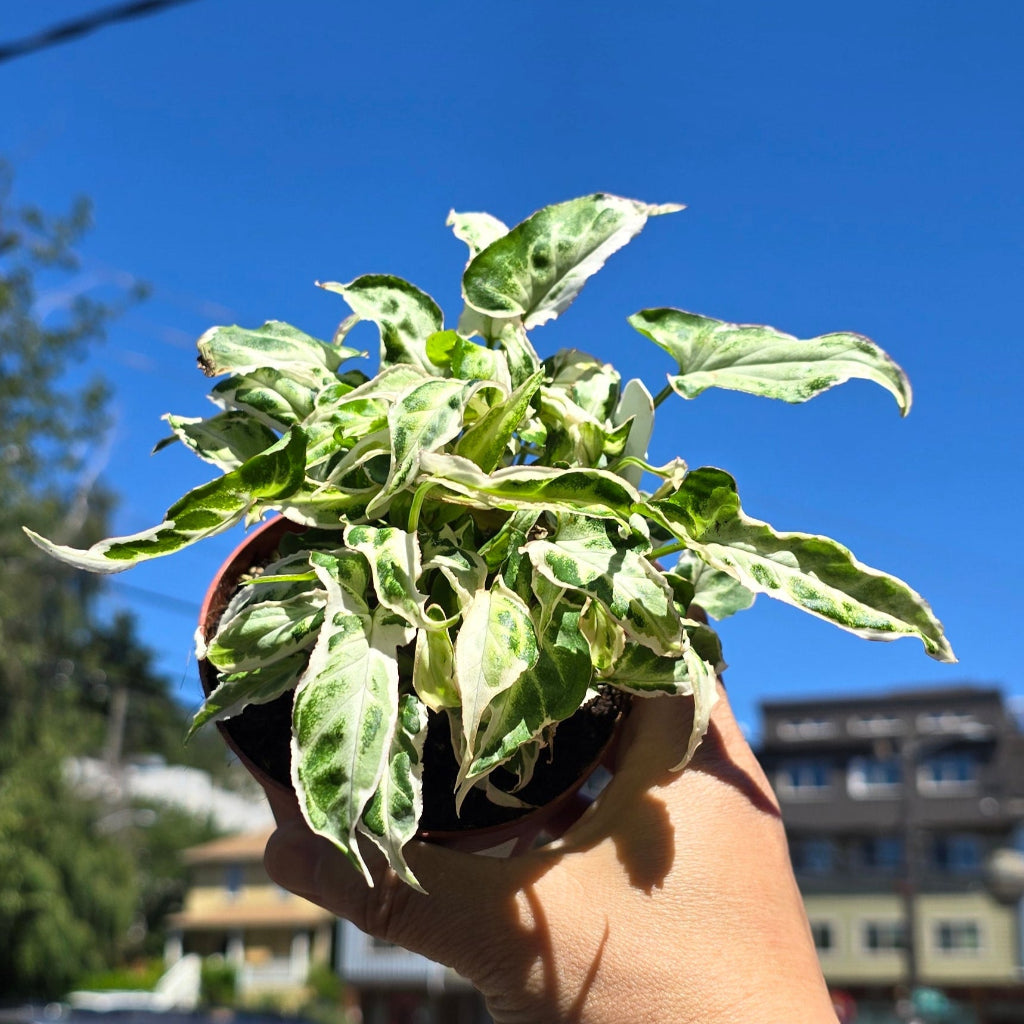 Syngonium 'Starlite' - 4"