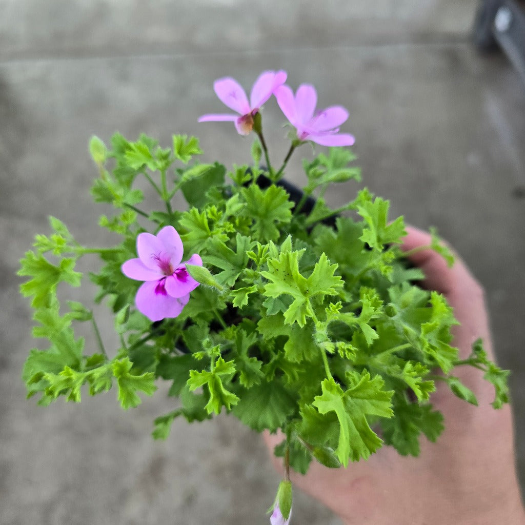 Scented Geranium - Lemon