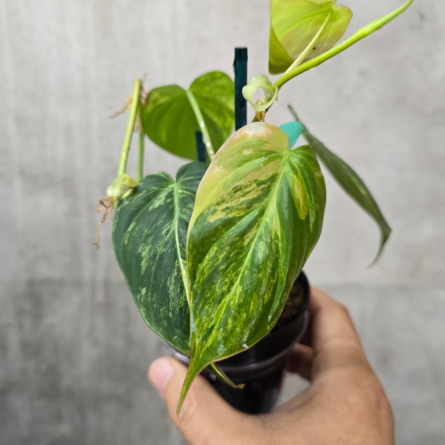 Philodendron micans 'Variegata' - 4"