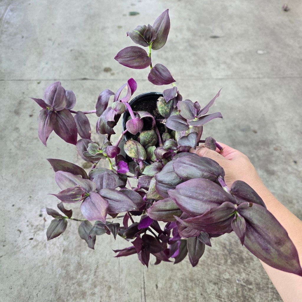 Tradescantia zebrina burgundy - 4"