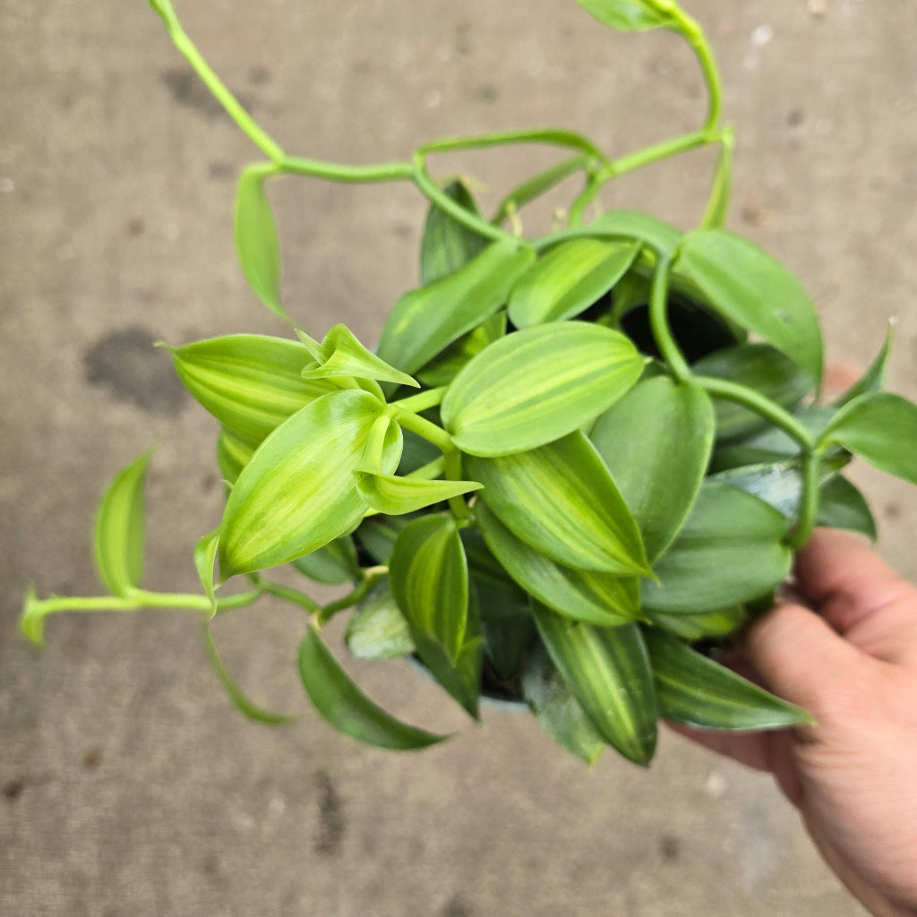 Vanilla planifolia'Variegata' - 6"
