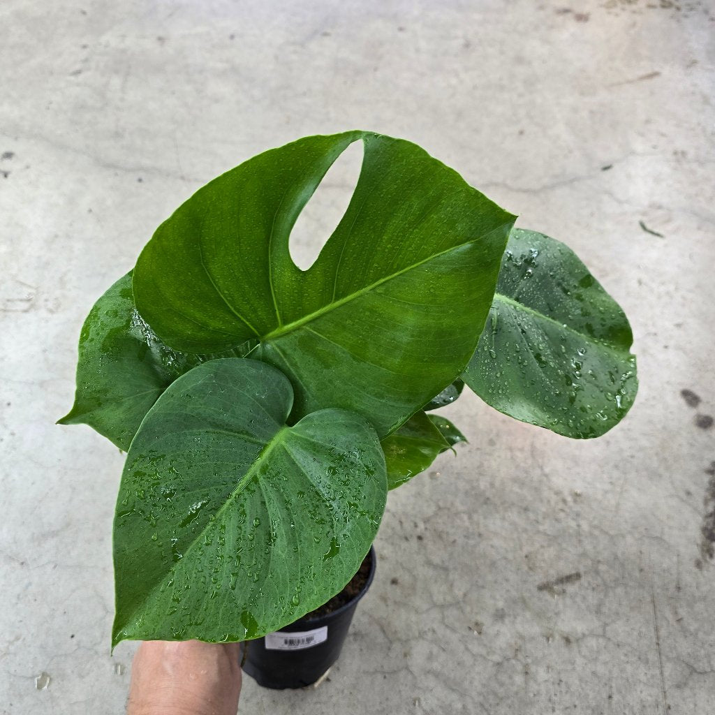 Monstera Deliciosa Tauerii -6"