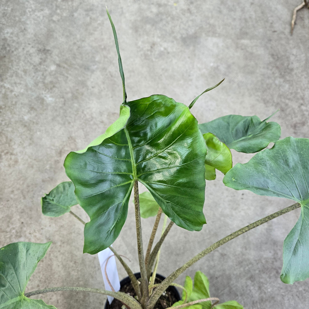 Alocasia stingray - 6"
