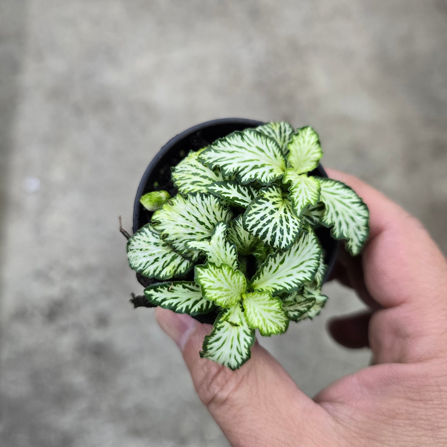 Fittonia 'White Tiger' - 2"