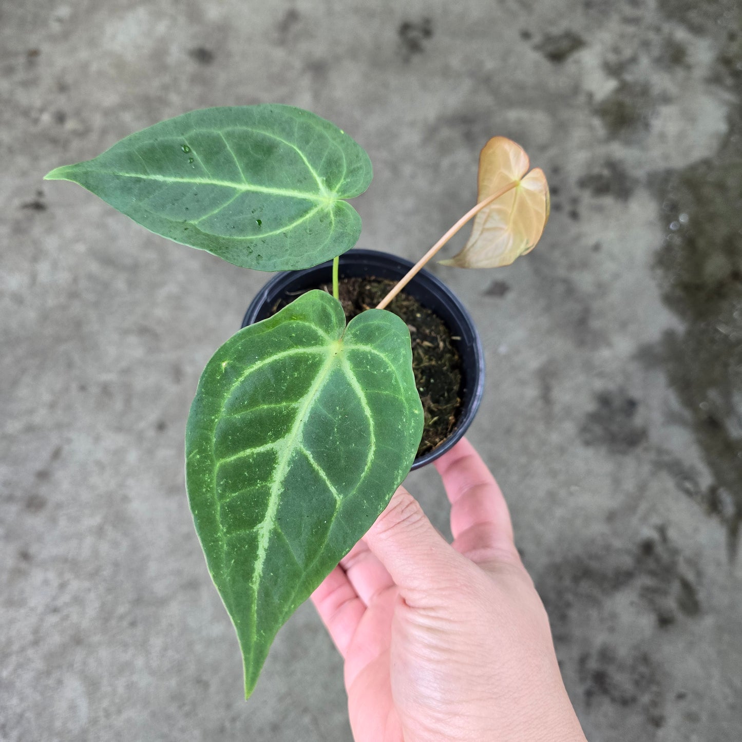 Anthurium magnificum - 4"
