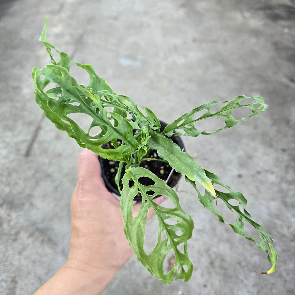 Monstera obliqua peru - 4"