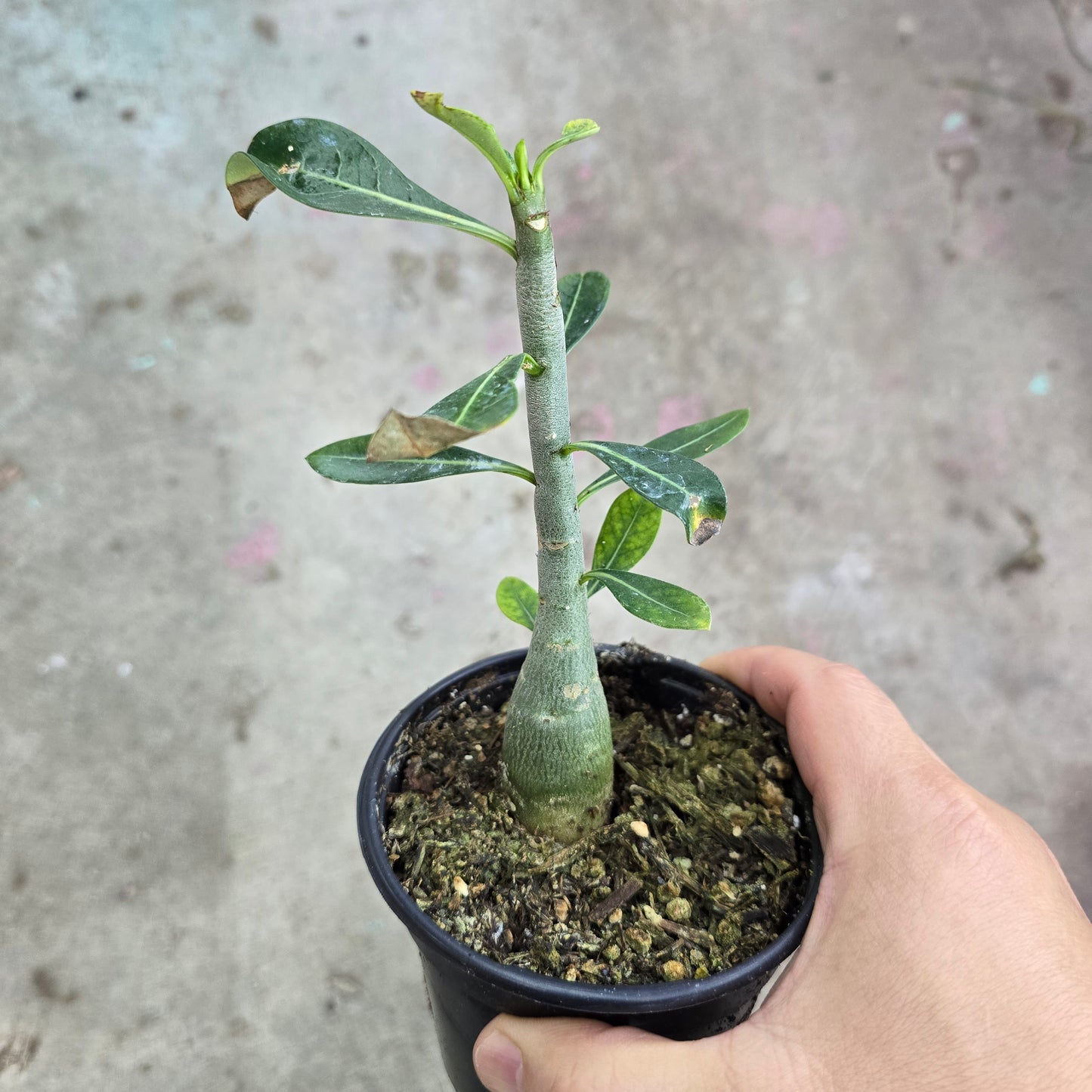 Adenium obesum - 4" (rescue)