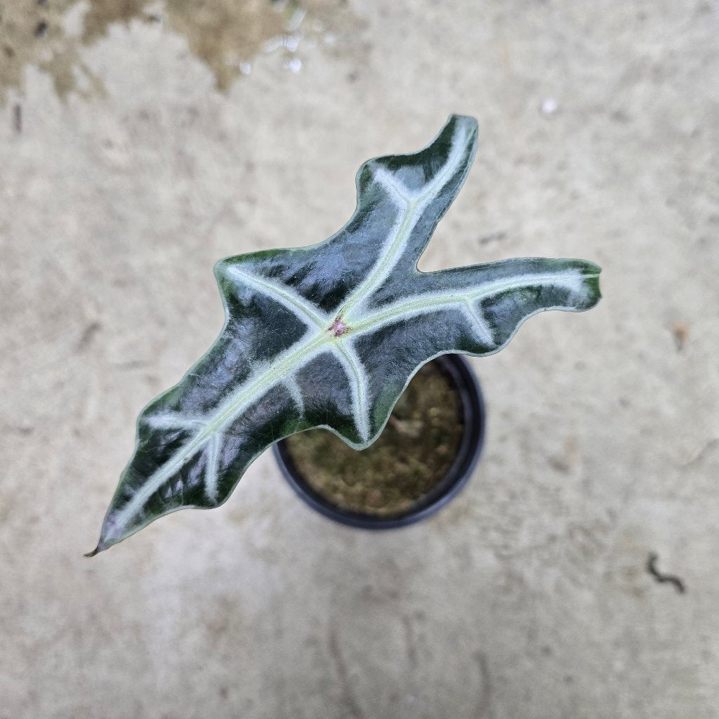 Alocasia nobilis - 2"