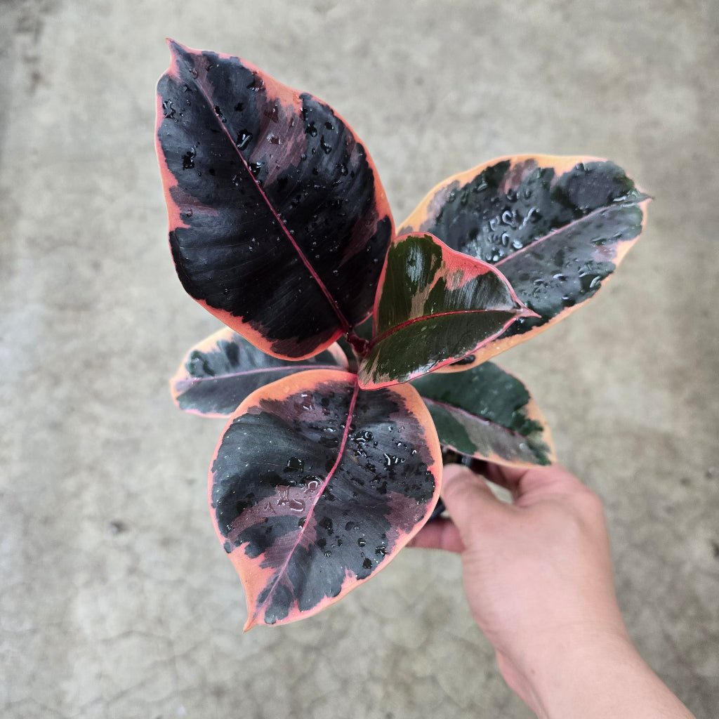 Ficus decora 'Ruby' - 4"