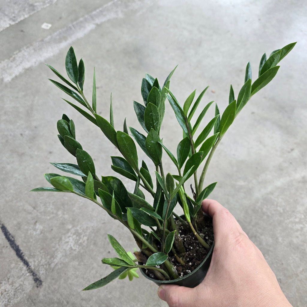 Zamioculcas zamiifolia 'Zamicro' - 4"