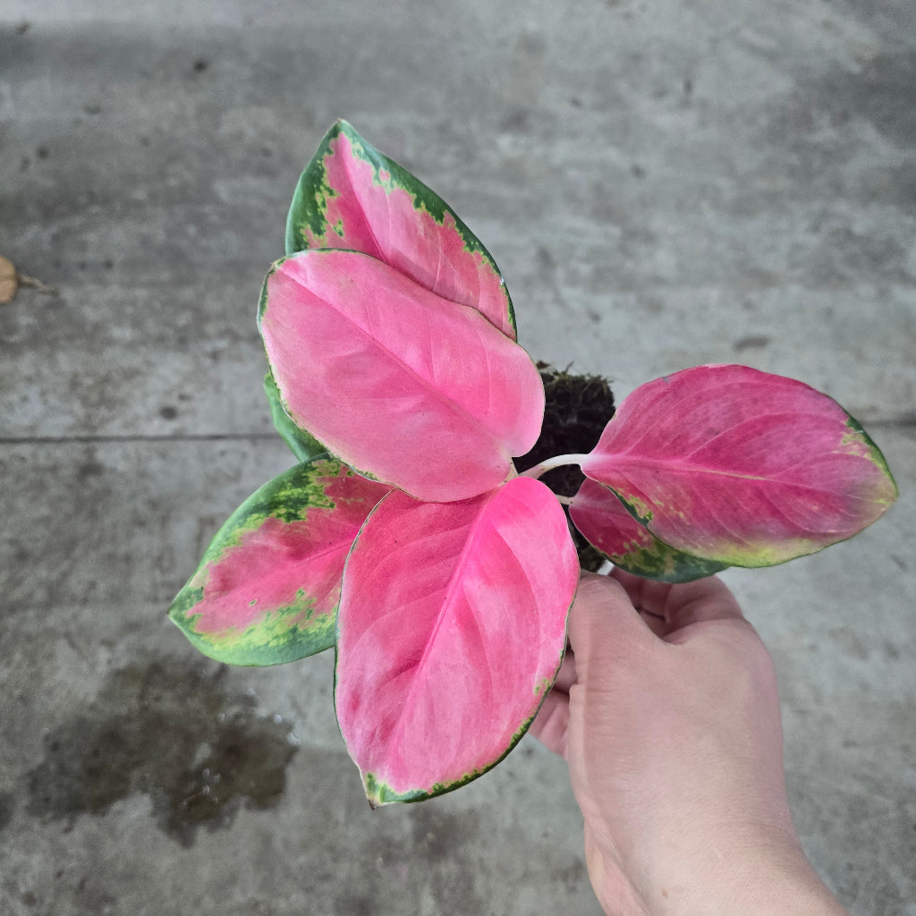 Aglaonema 'China Red' - 4"