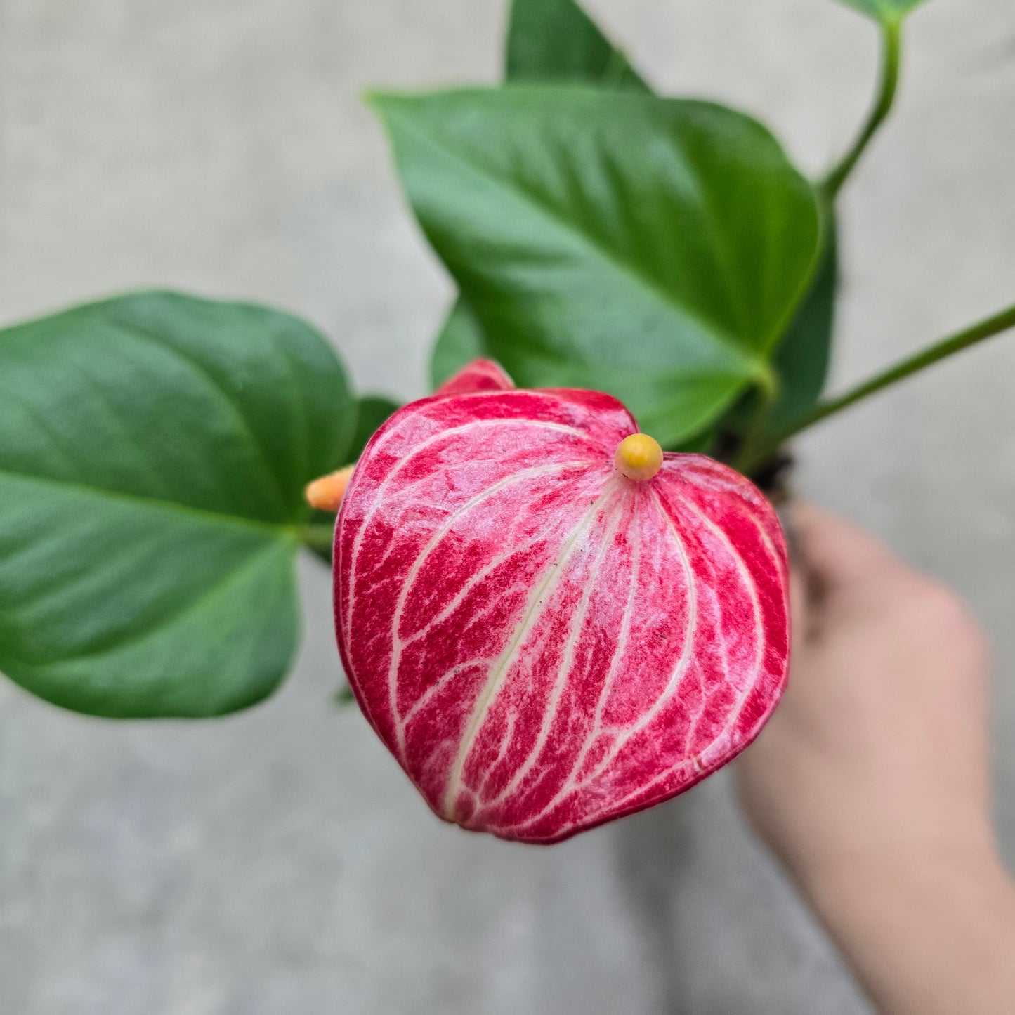 Anthurium andreanum 'Livium Ruby' - 4"