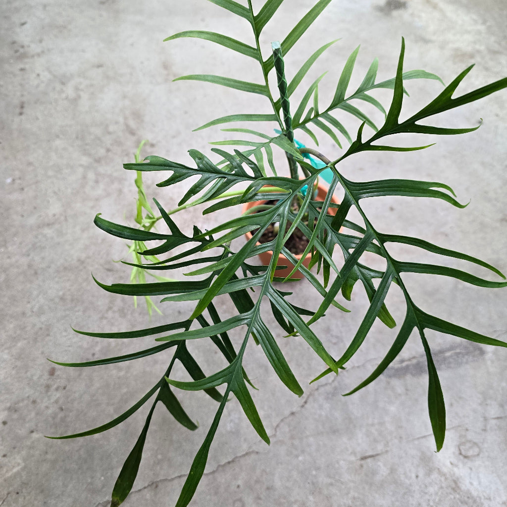 Philodendron polypodioides - 4"