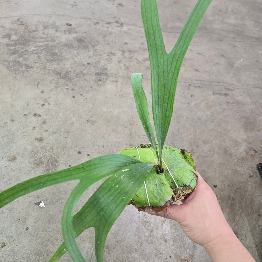Platycerium veitchii green - 2"